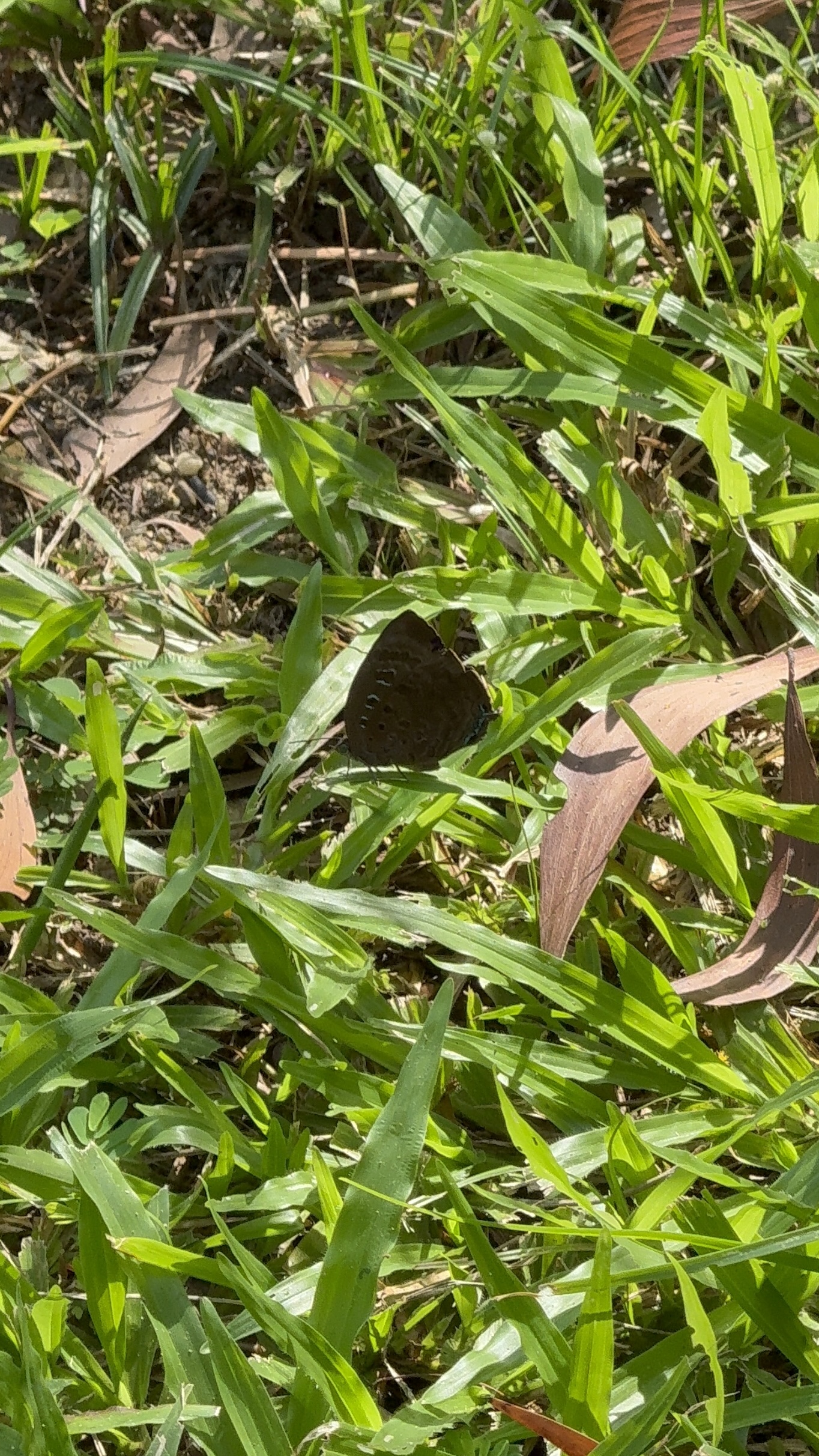 Arhopala centaurus