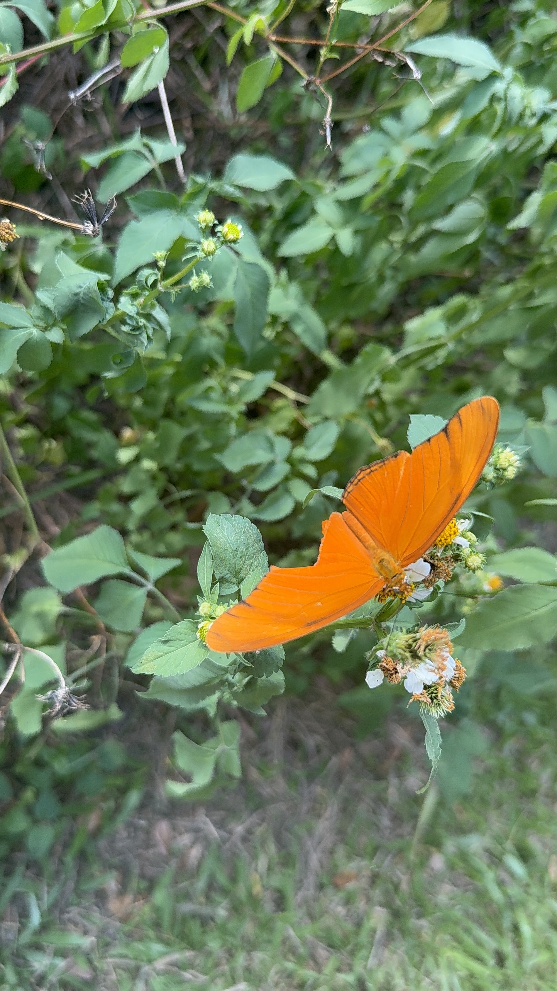 Dryas iulia