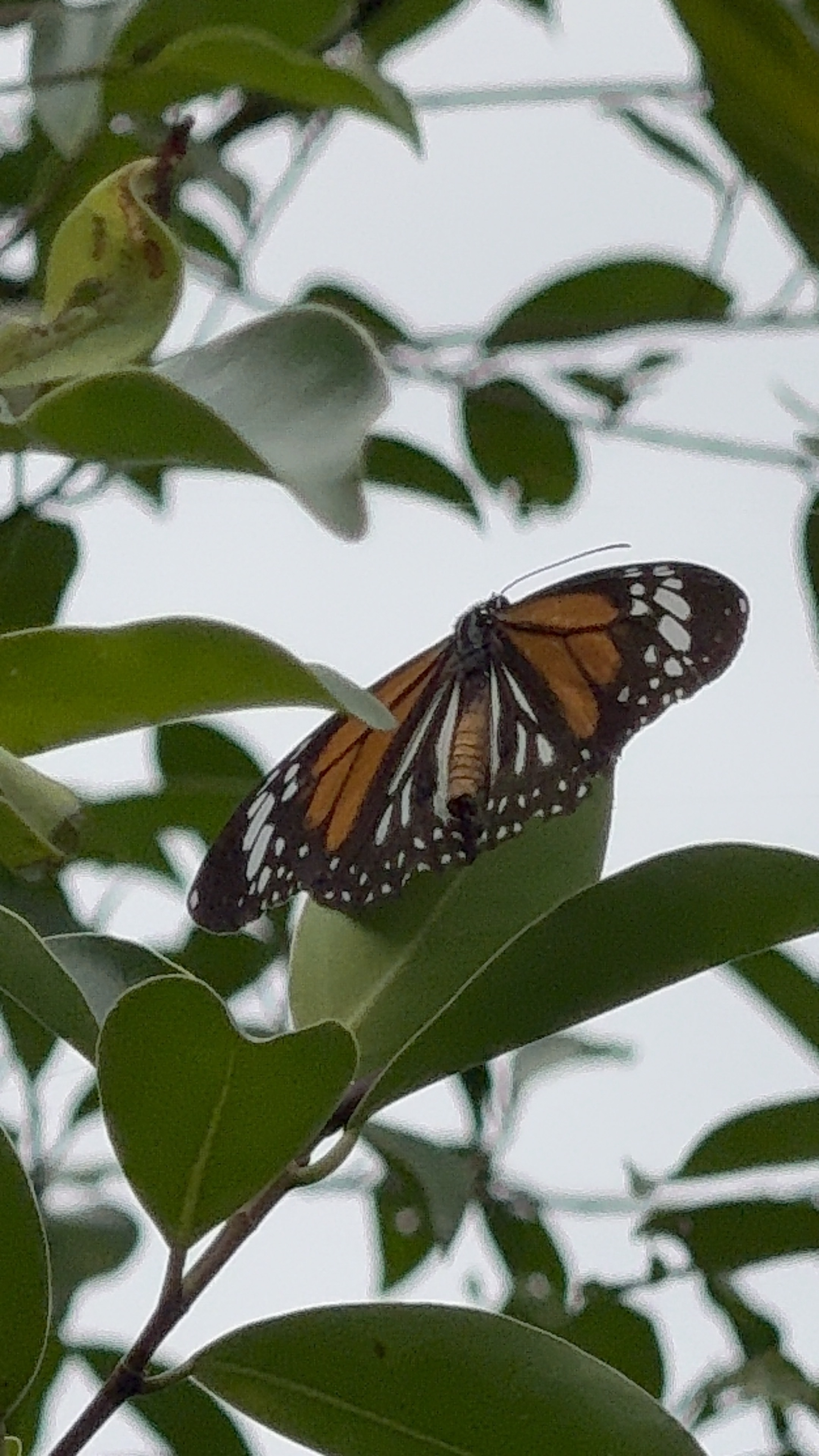 Danaus melanippus
