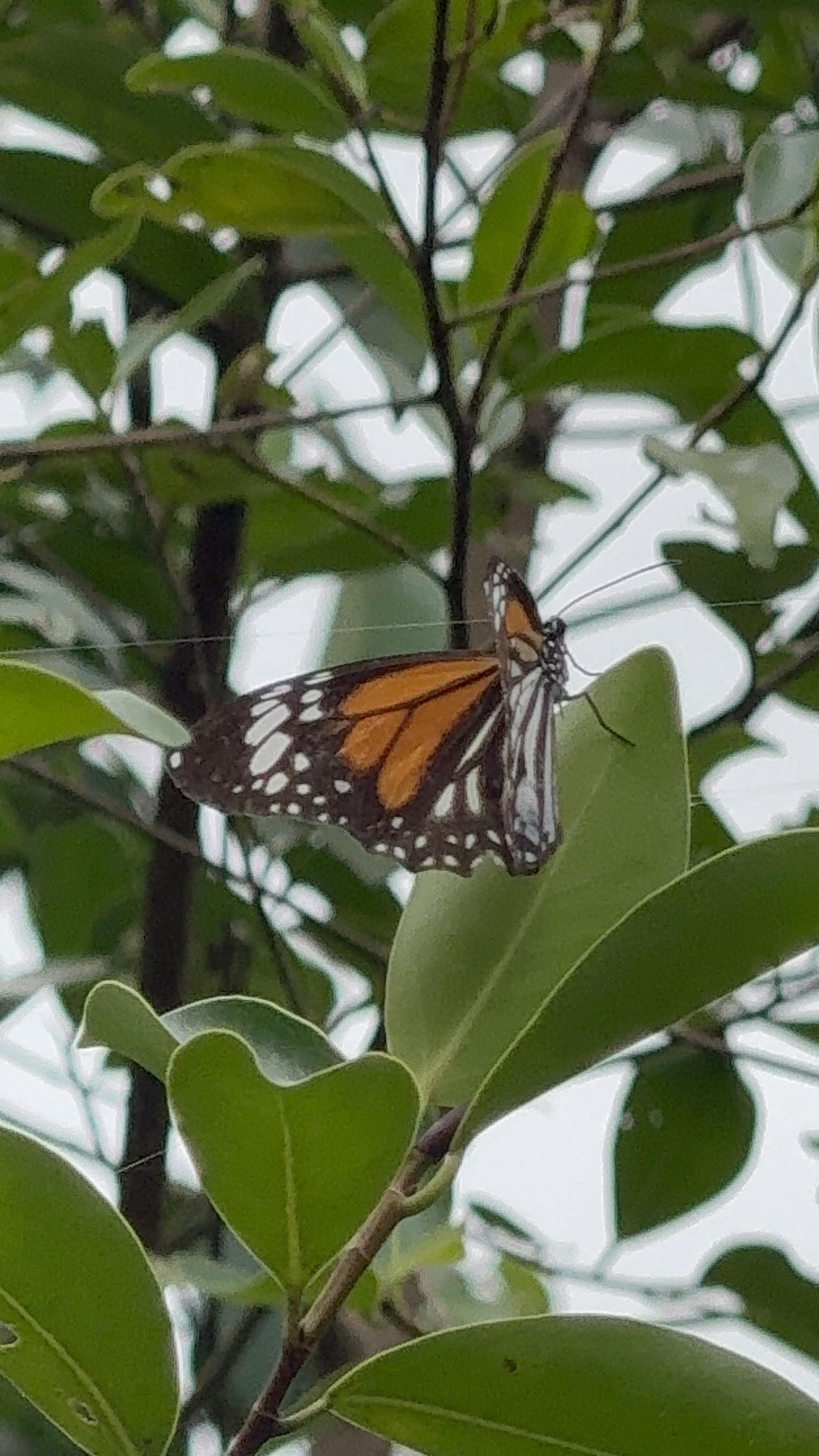 Danaus melanippus