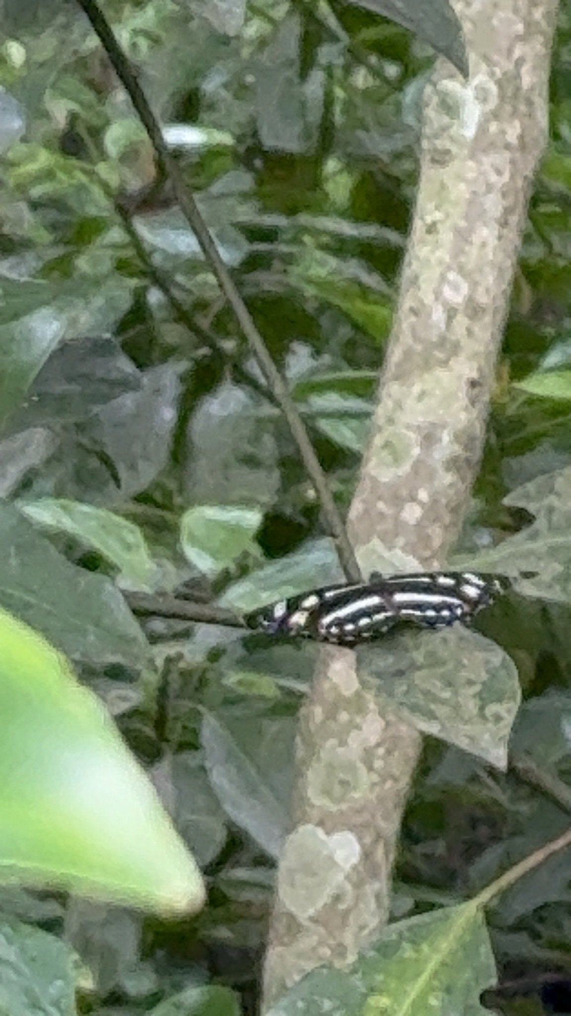 Phaedyma columella