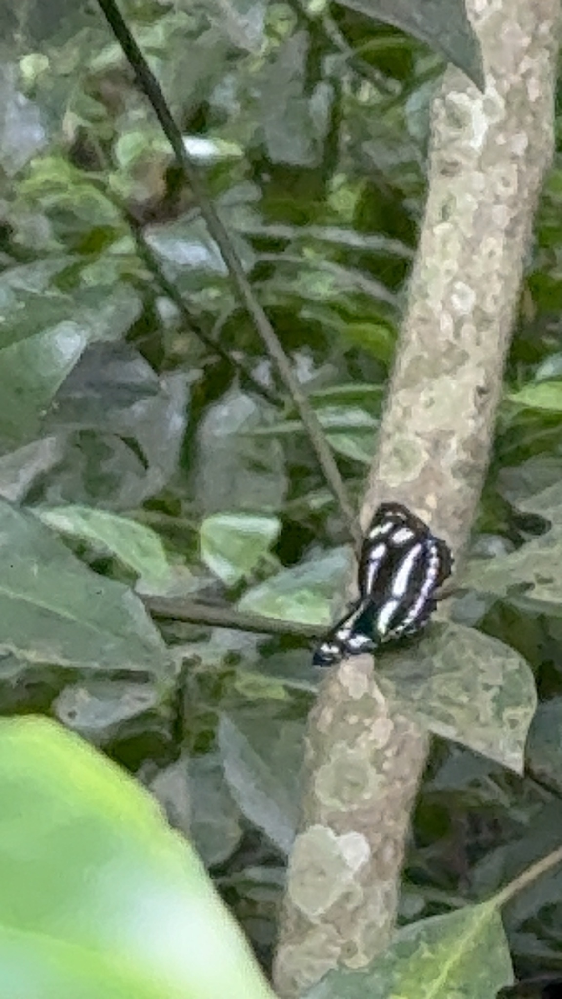 Phaedyma columella