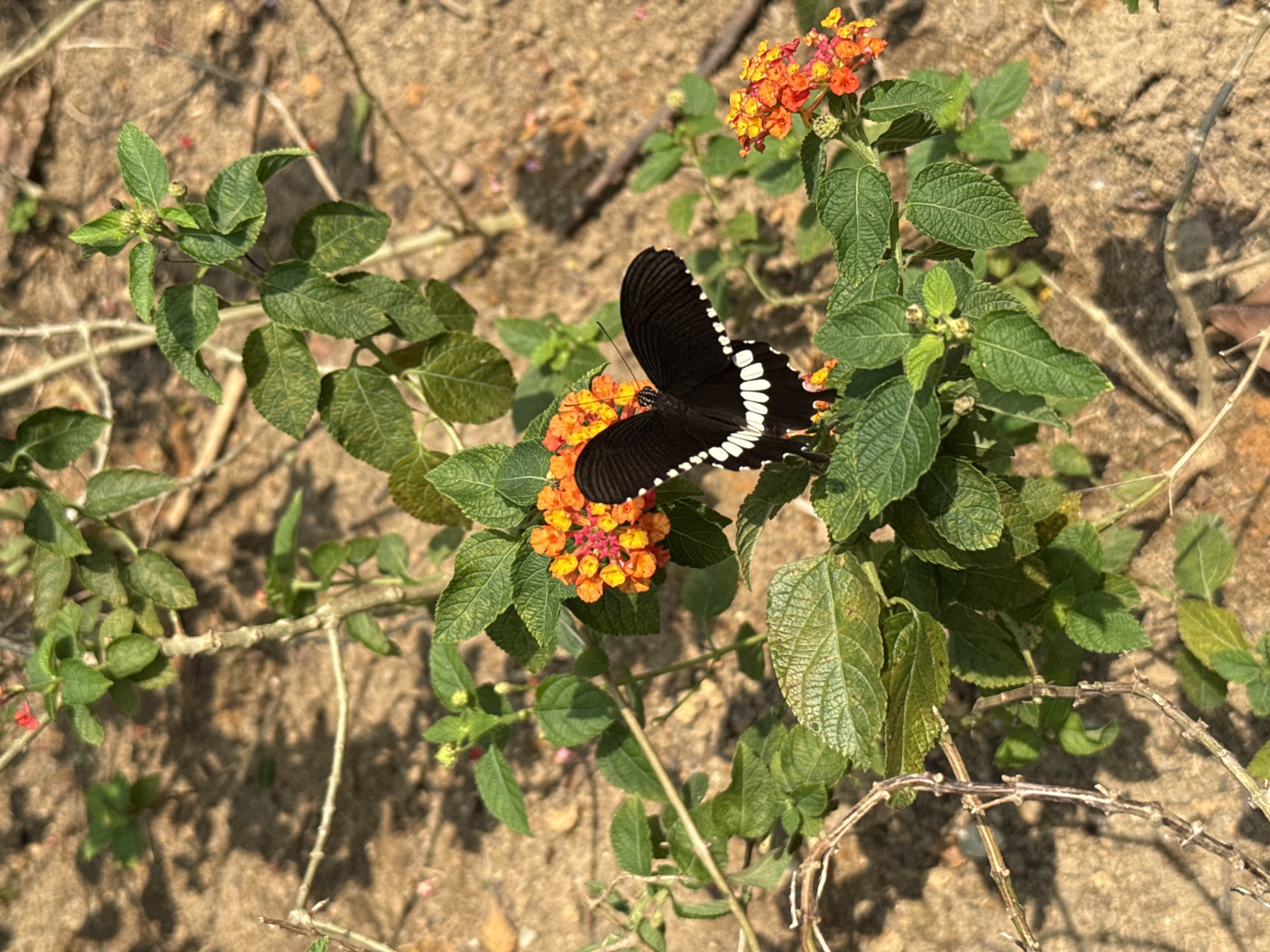 Papilio polytes
