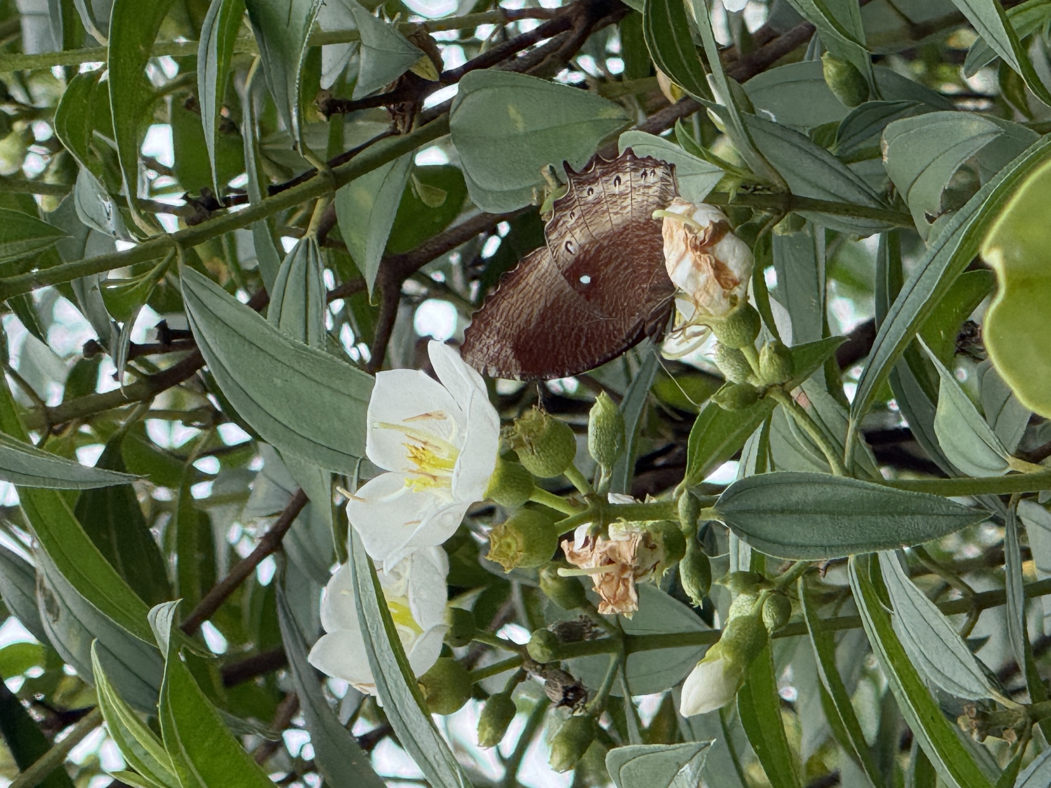 Elymnias panthera