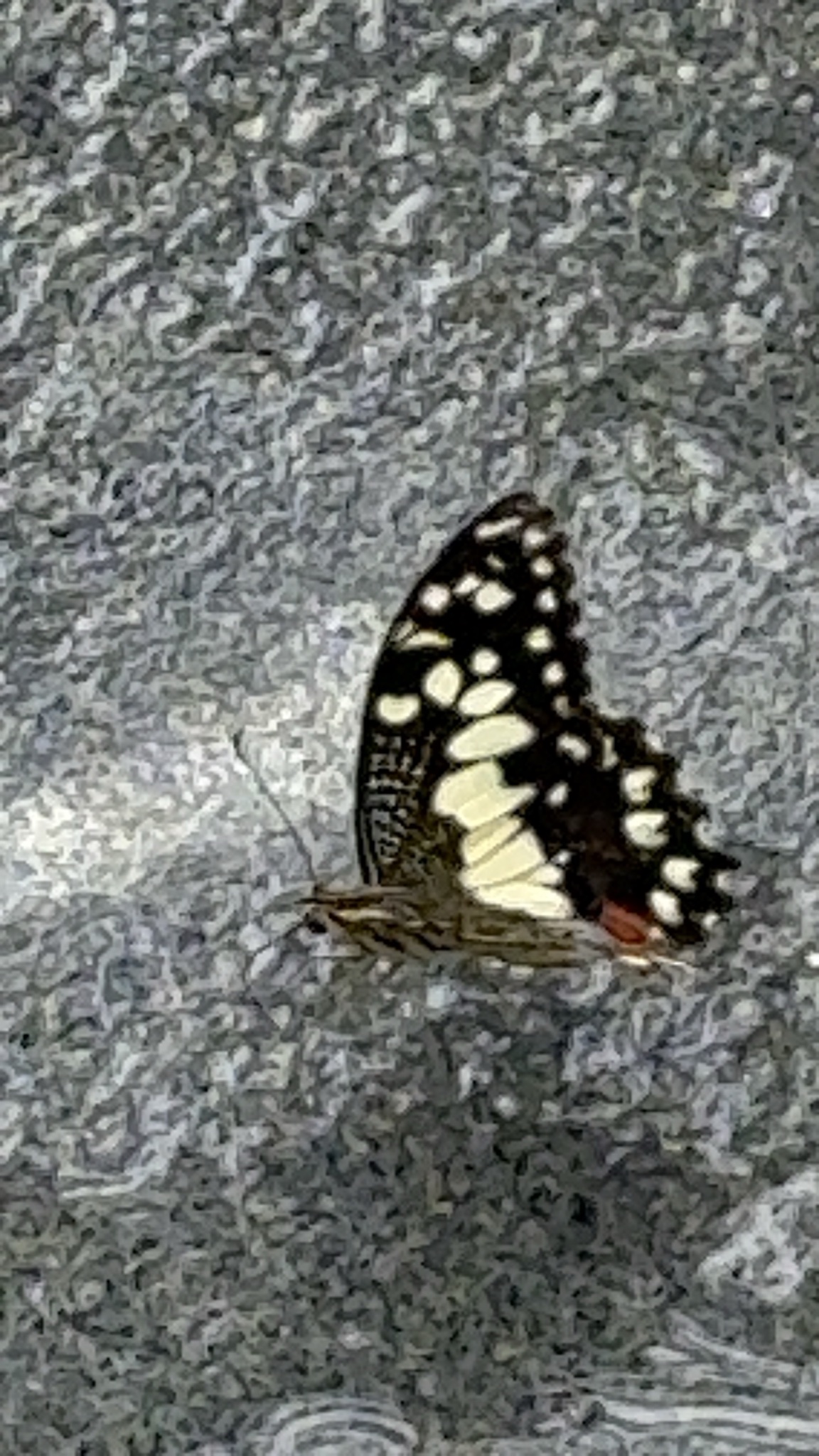 Papilio demoleus