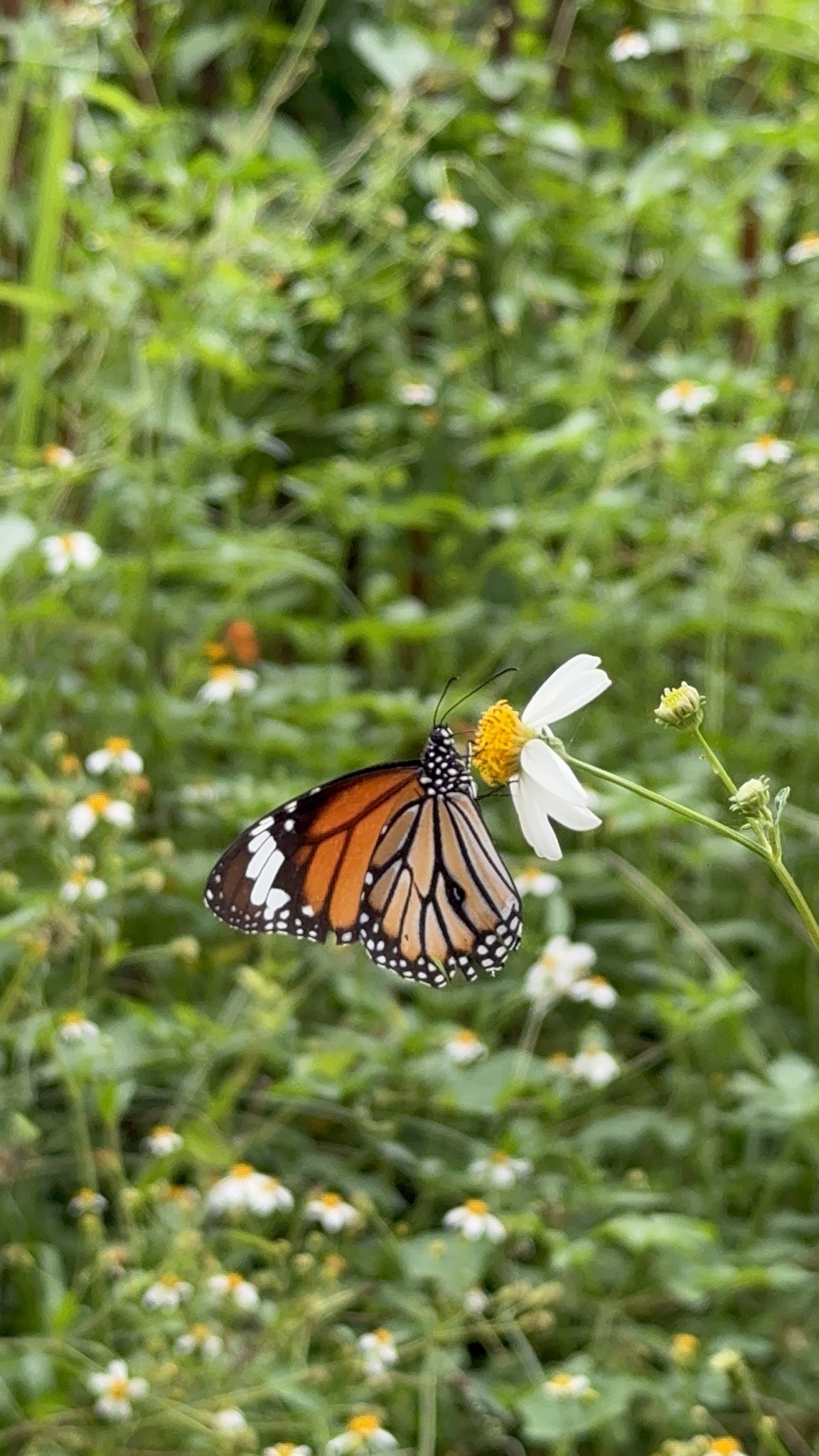 Danaus genutia
