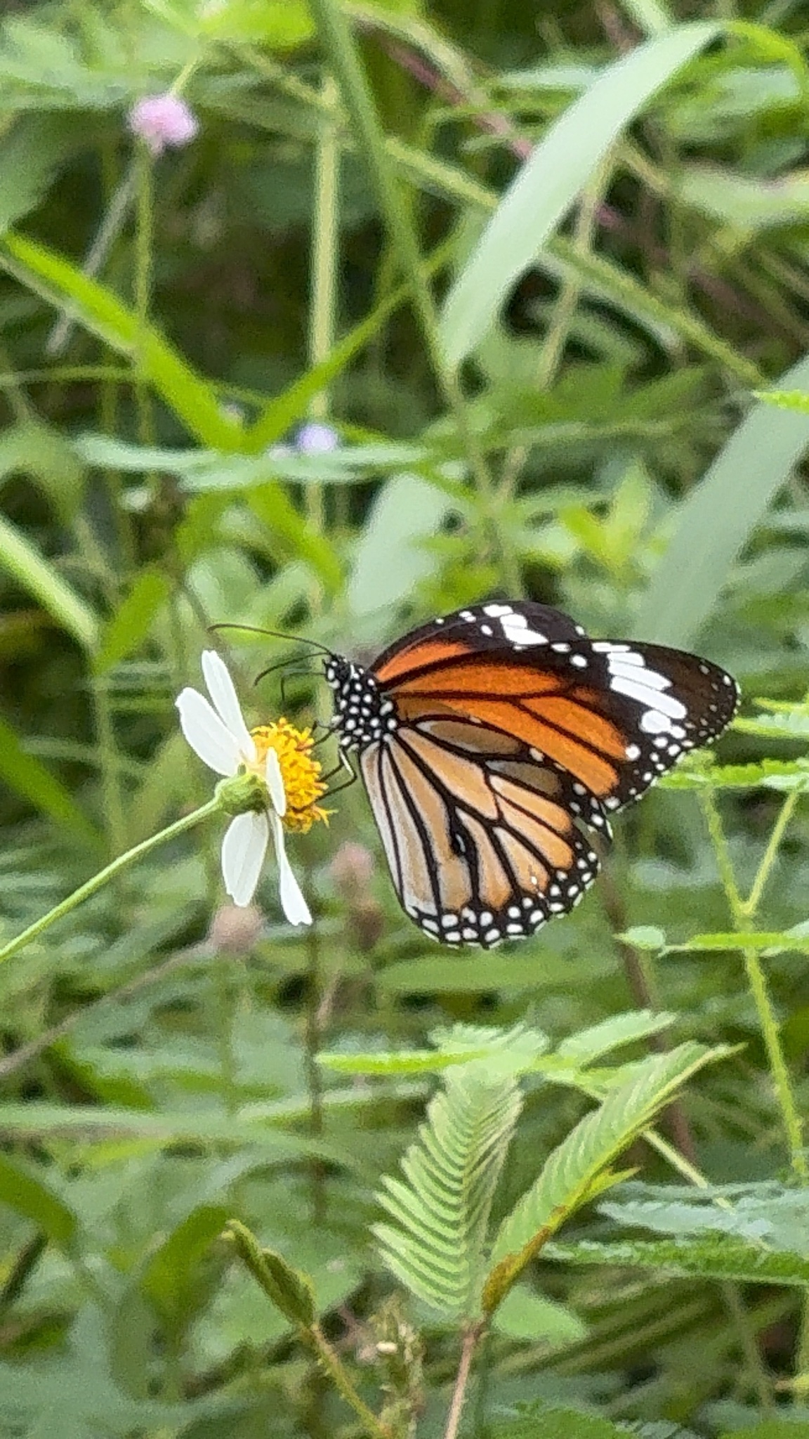 Danaus genutia