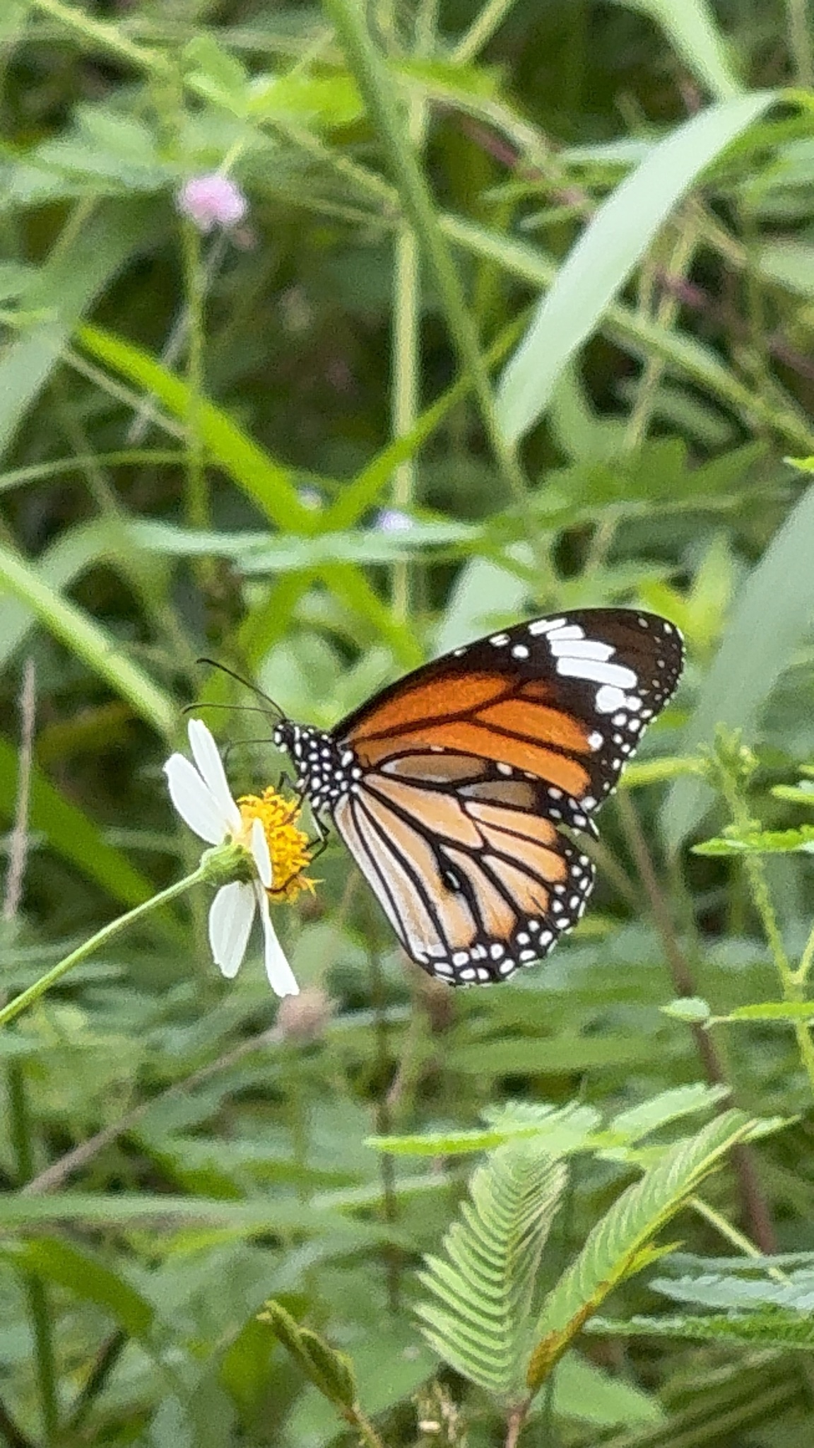 Danaus genutia