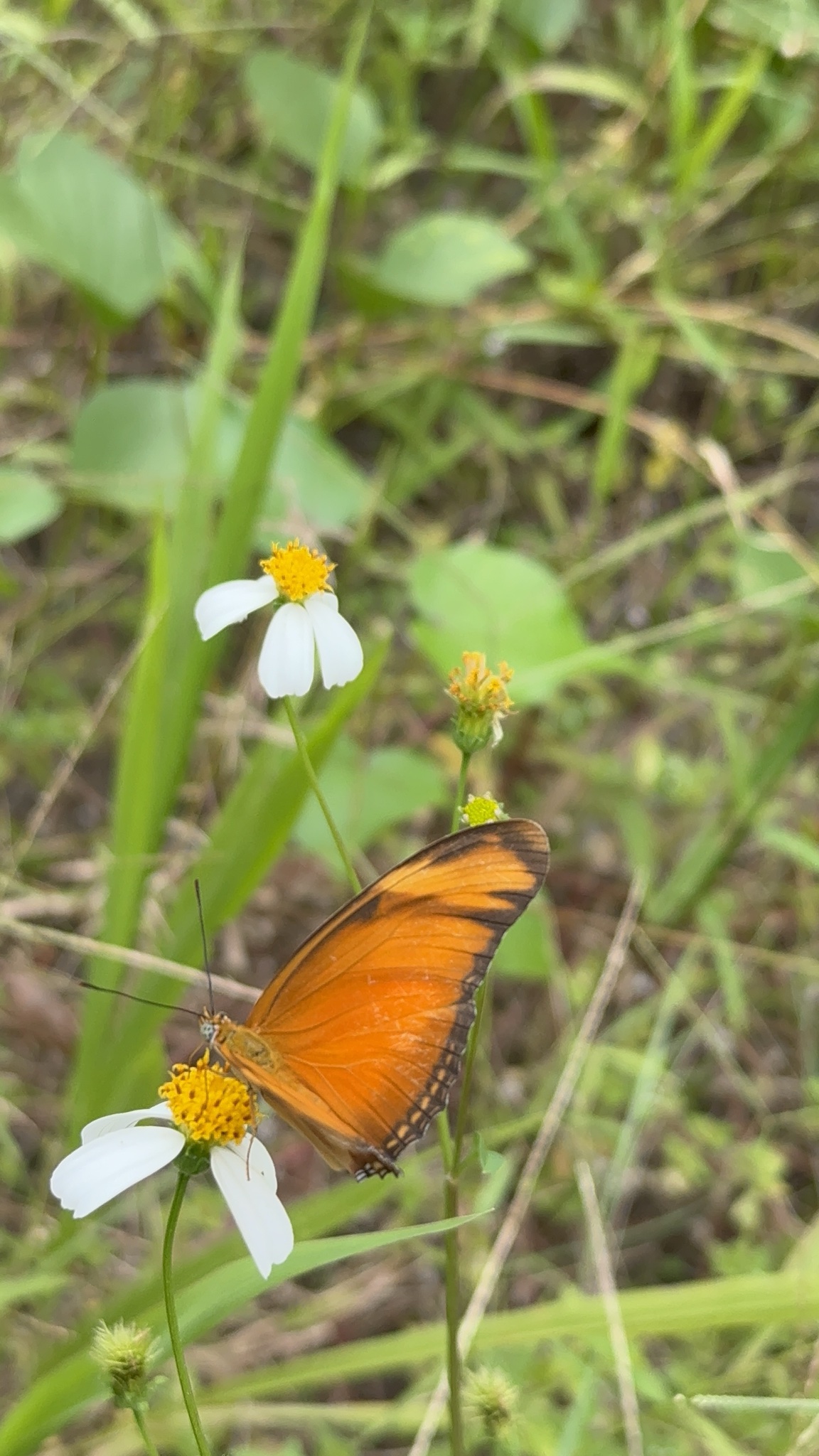 Dryas iulia