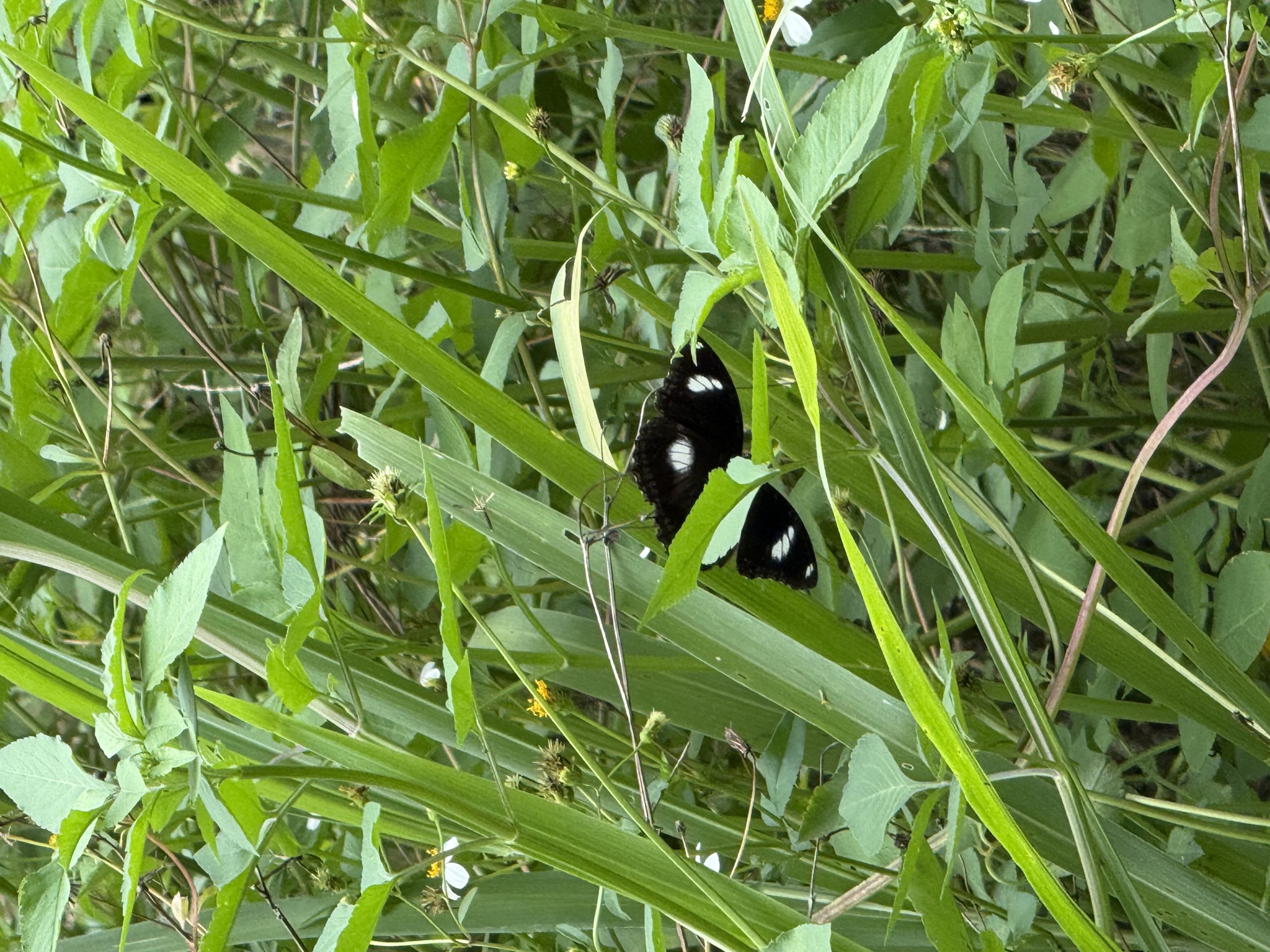 Hypolimnas bolina