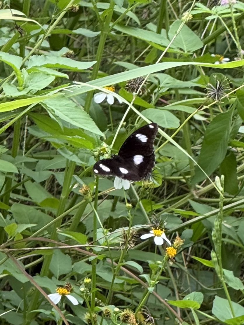 Hypolimnas bolina