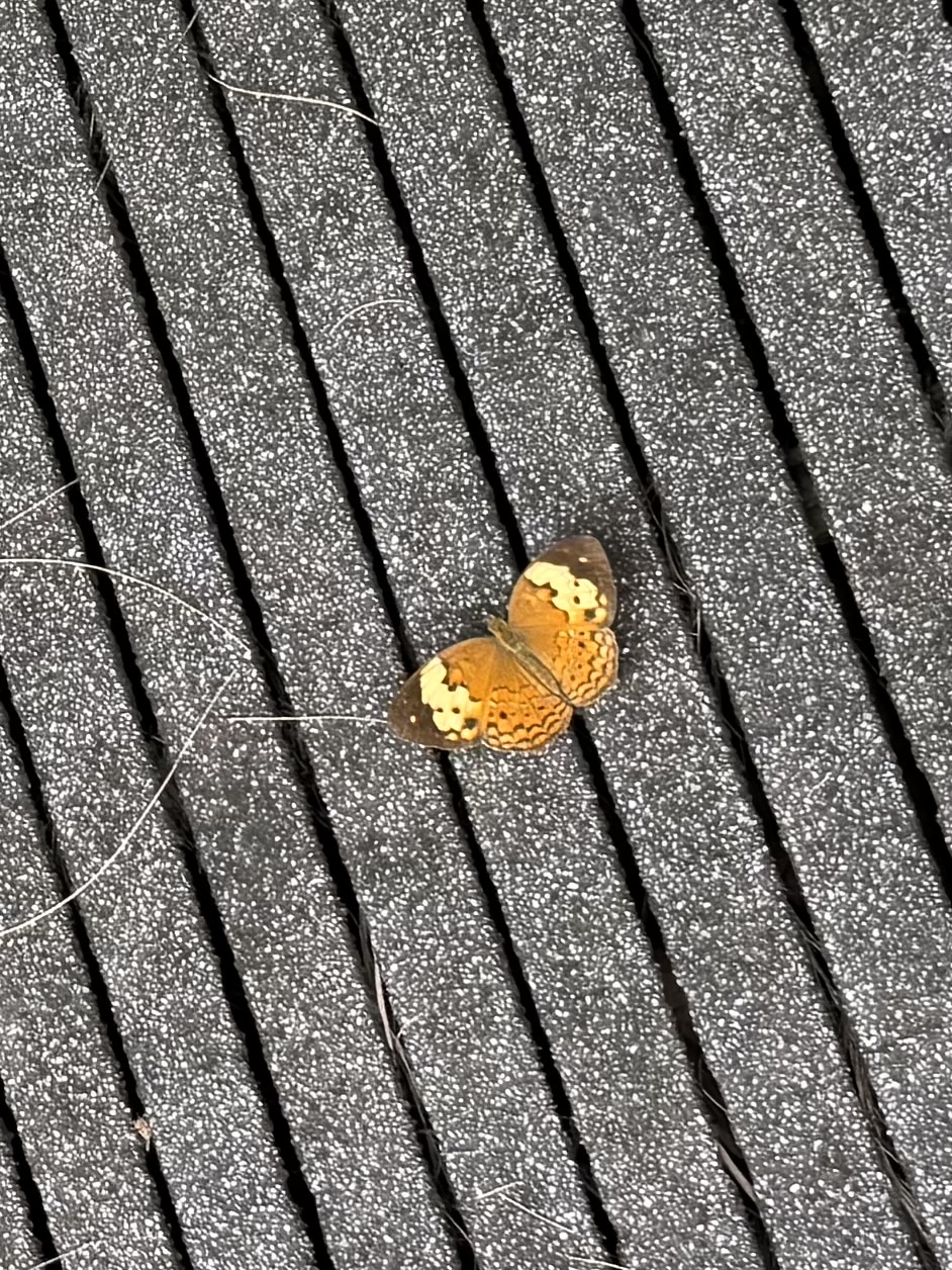 Cupha erymanthis