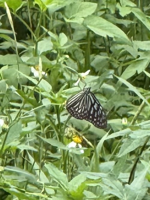 Ideopsis vulgaris