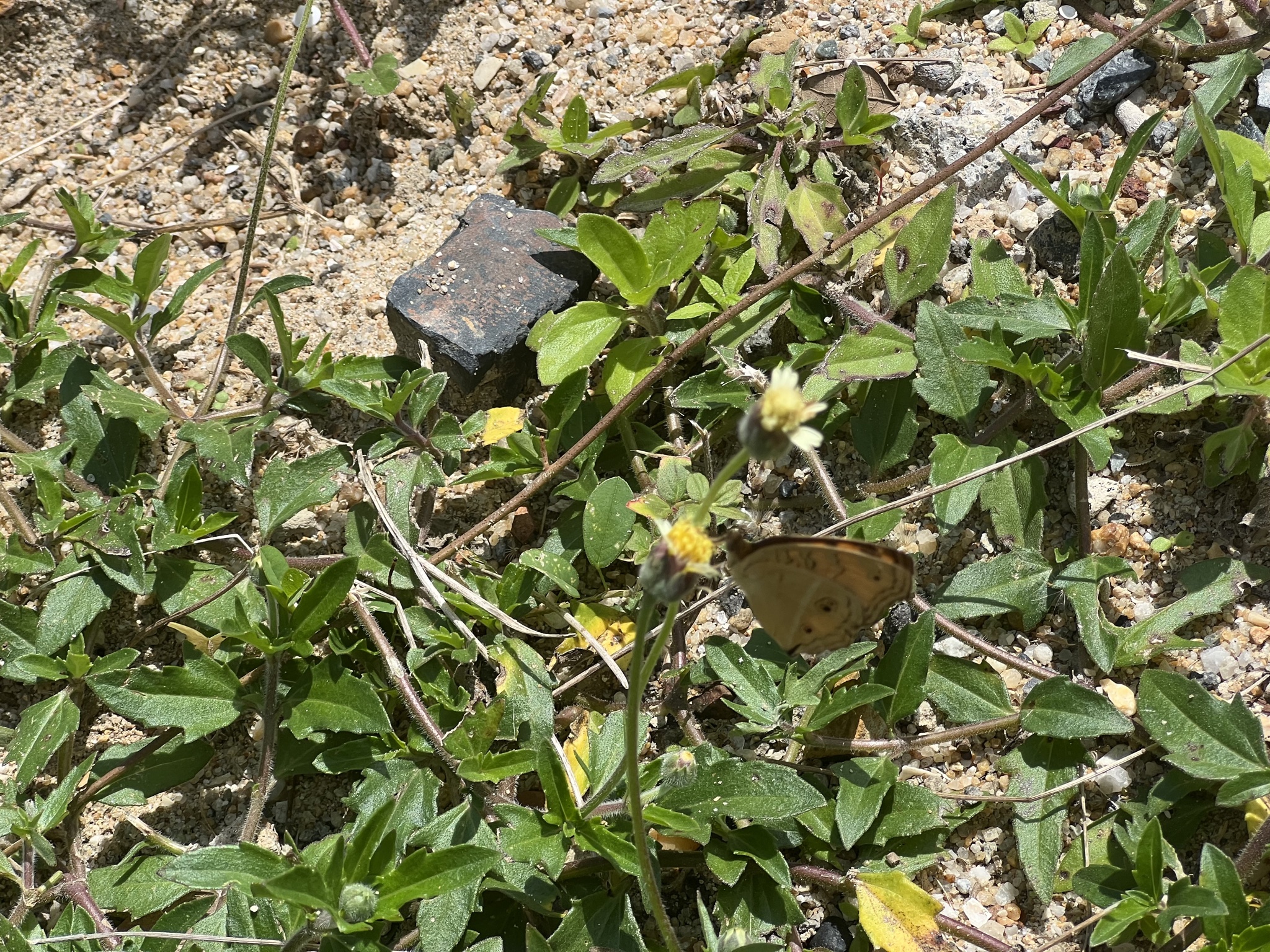Junonia almana