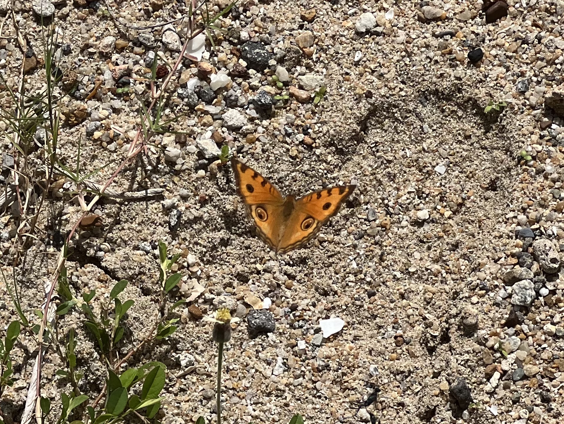 Junonia almana