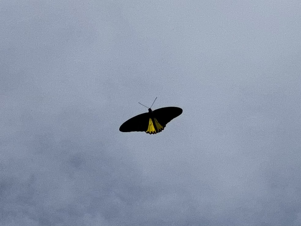Troides helena