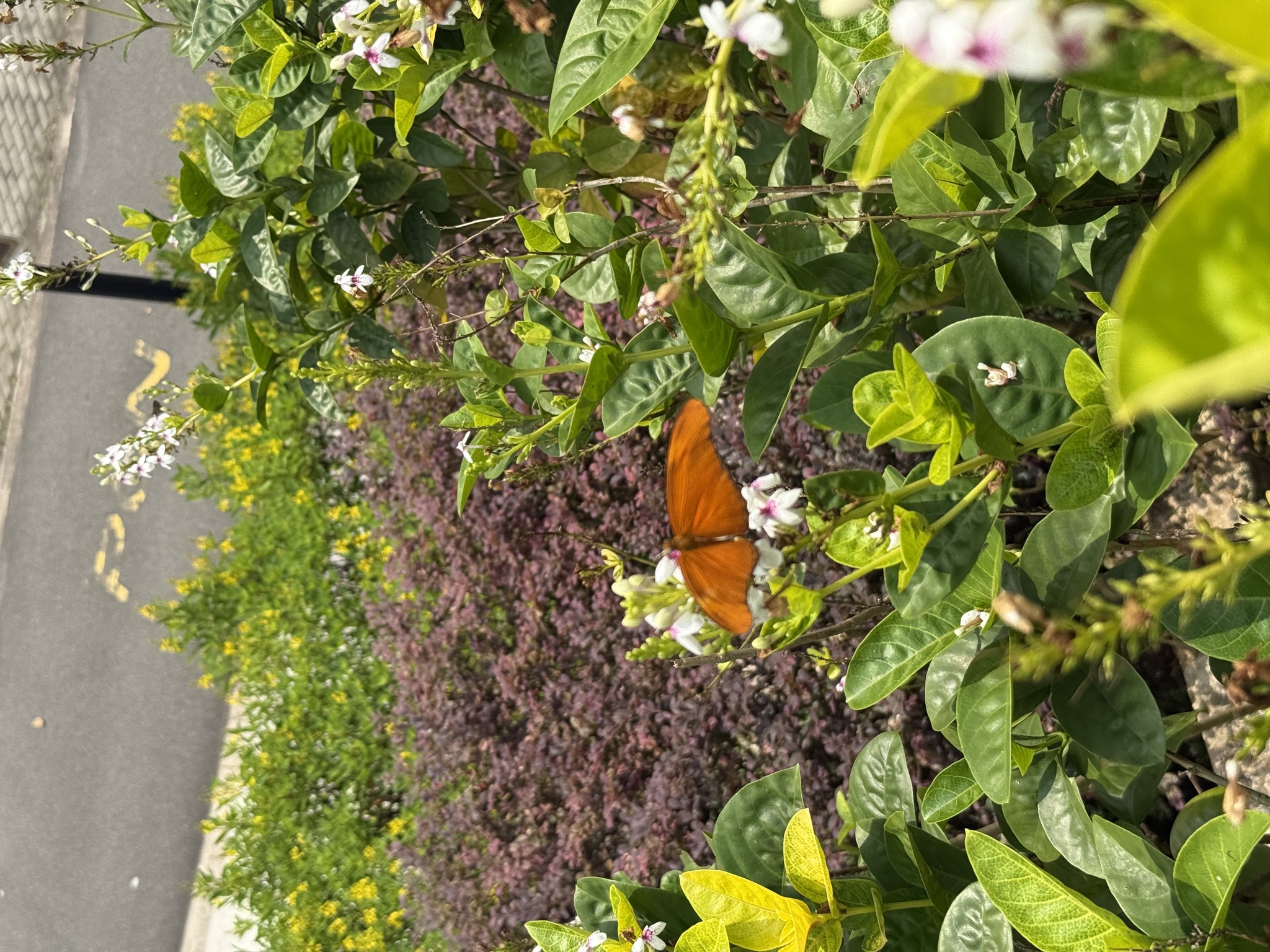 Dryas iulia