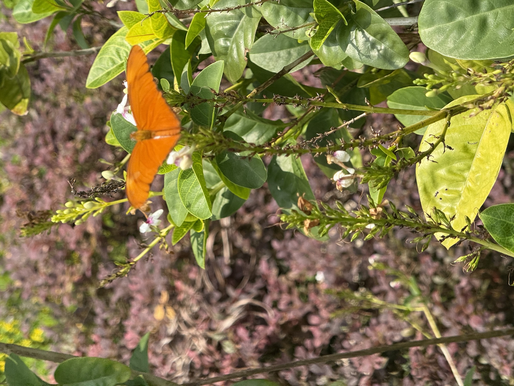 Dryas iulia