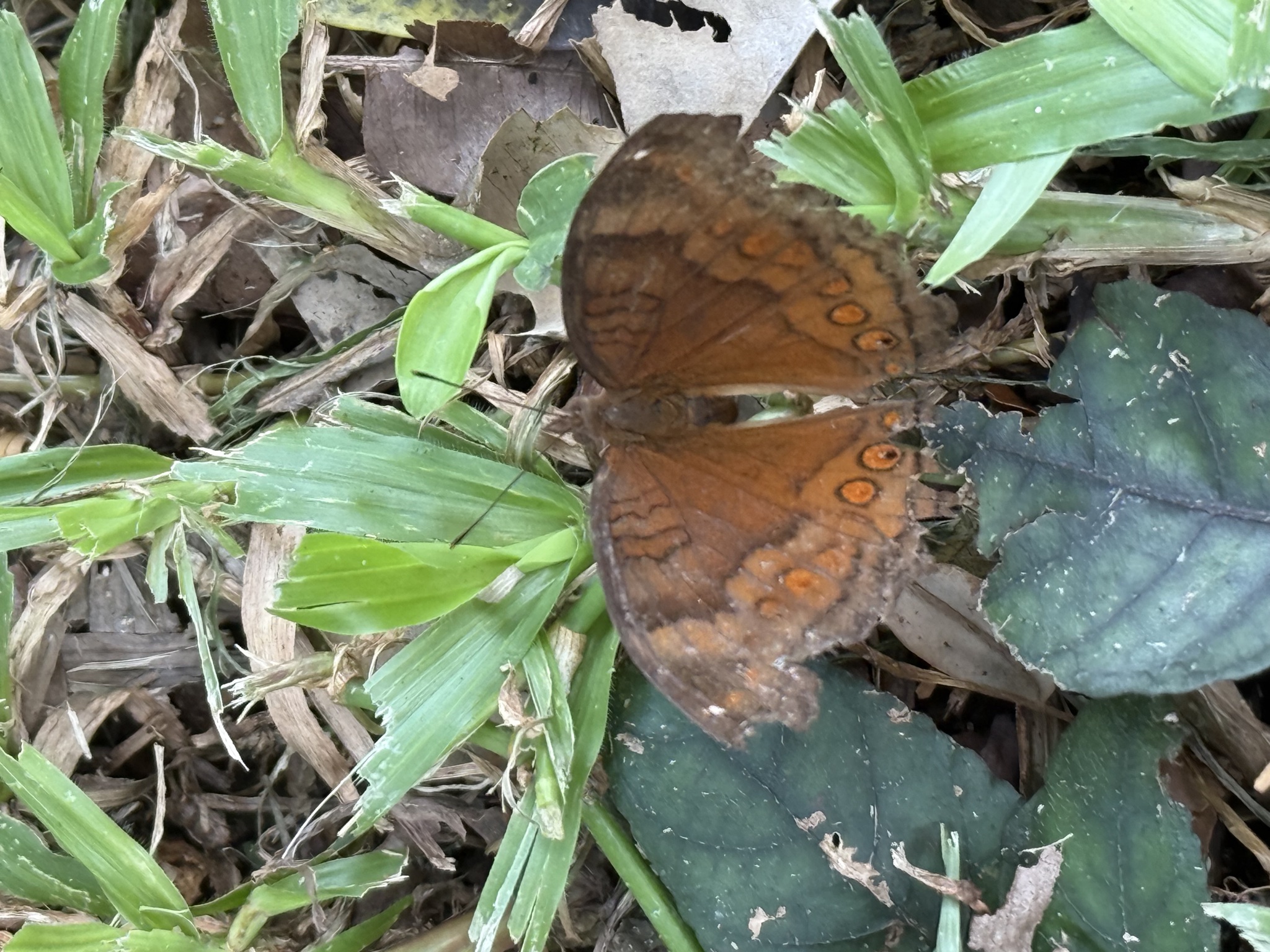 Junonia hedonia