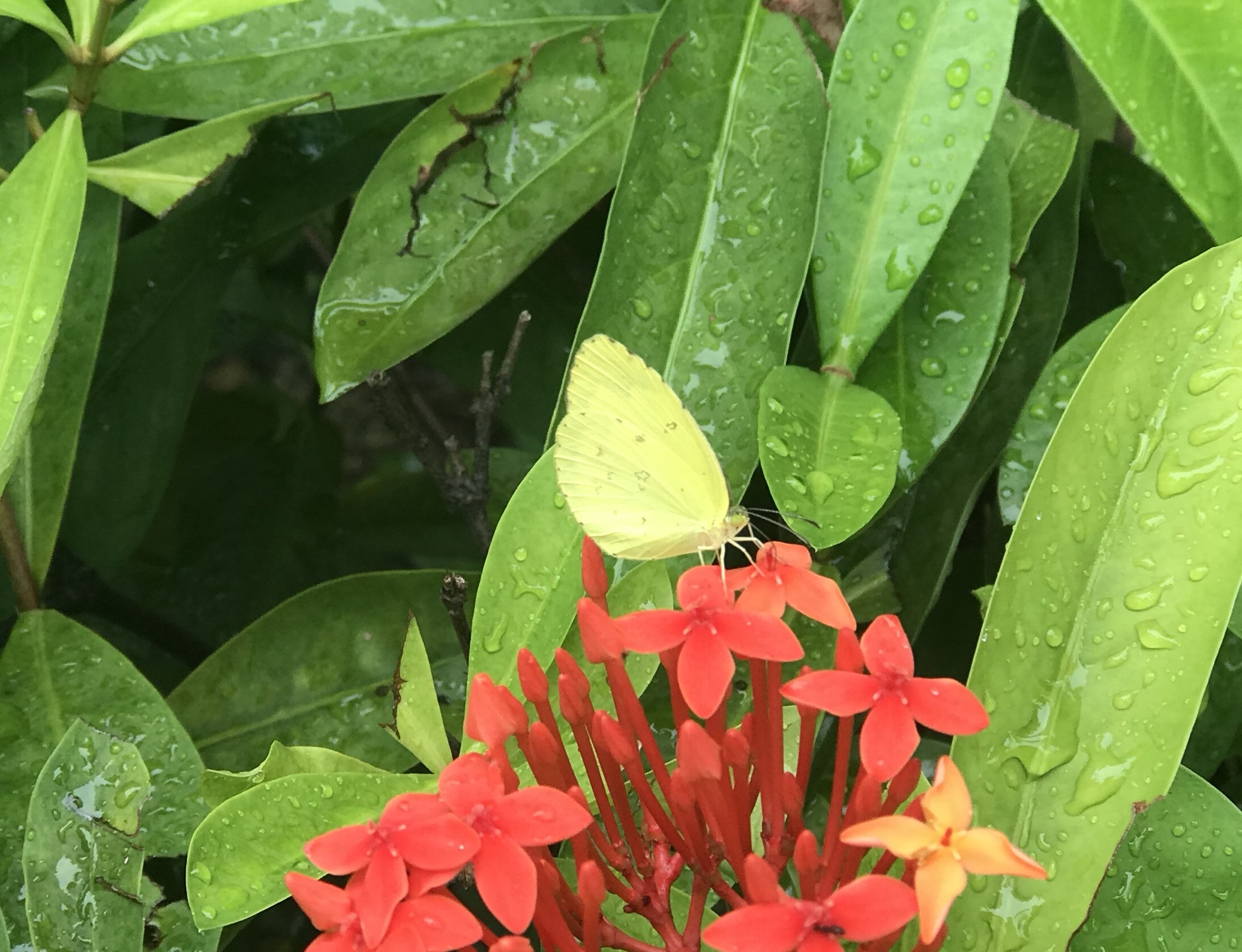 Eurema hecabe