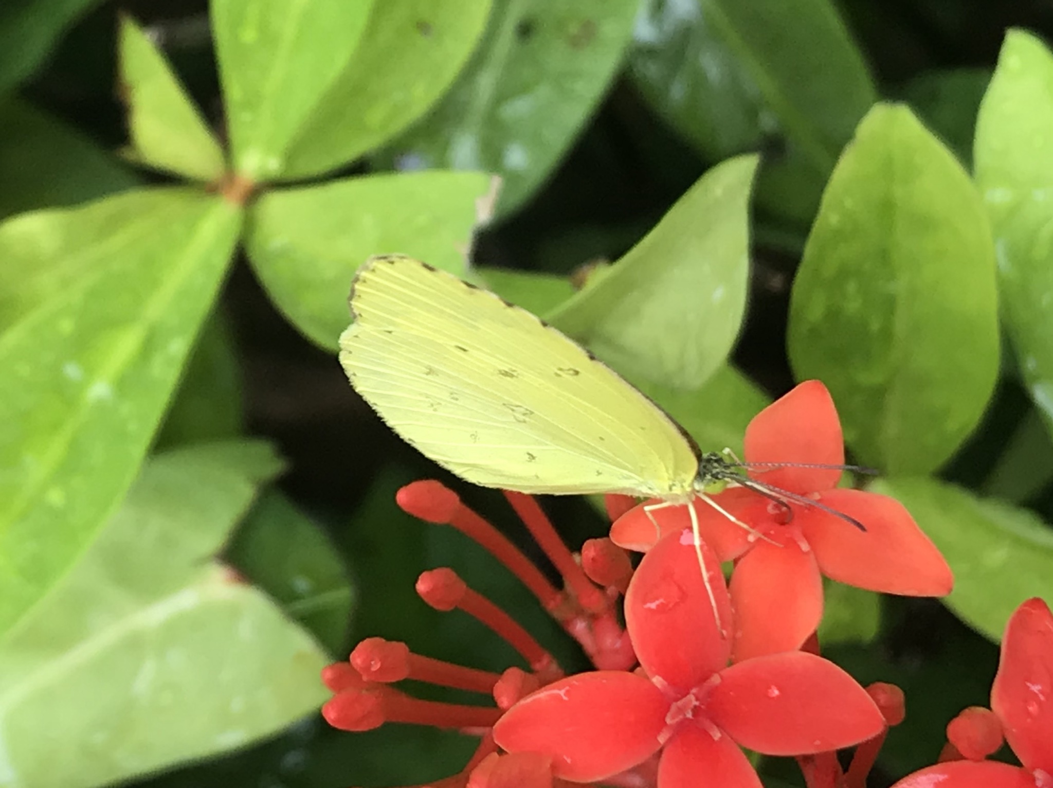Eurema hecabe