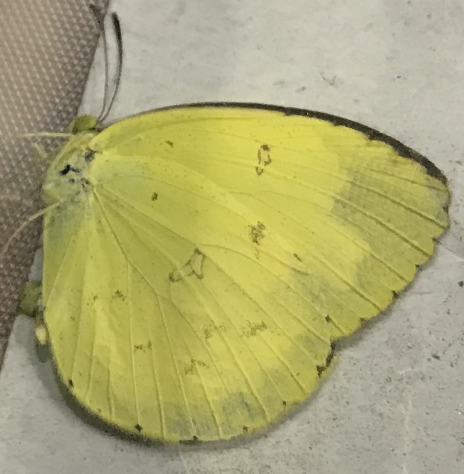 Eurema hecabe