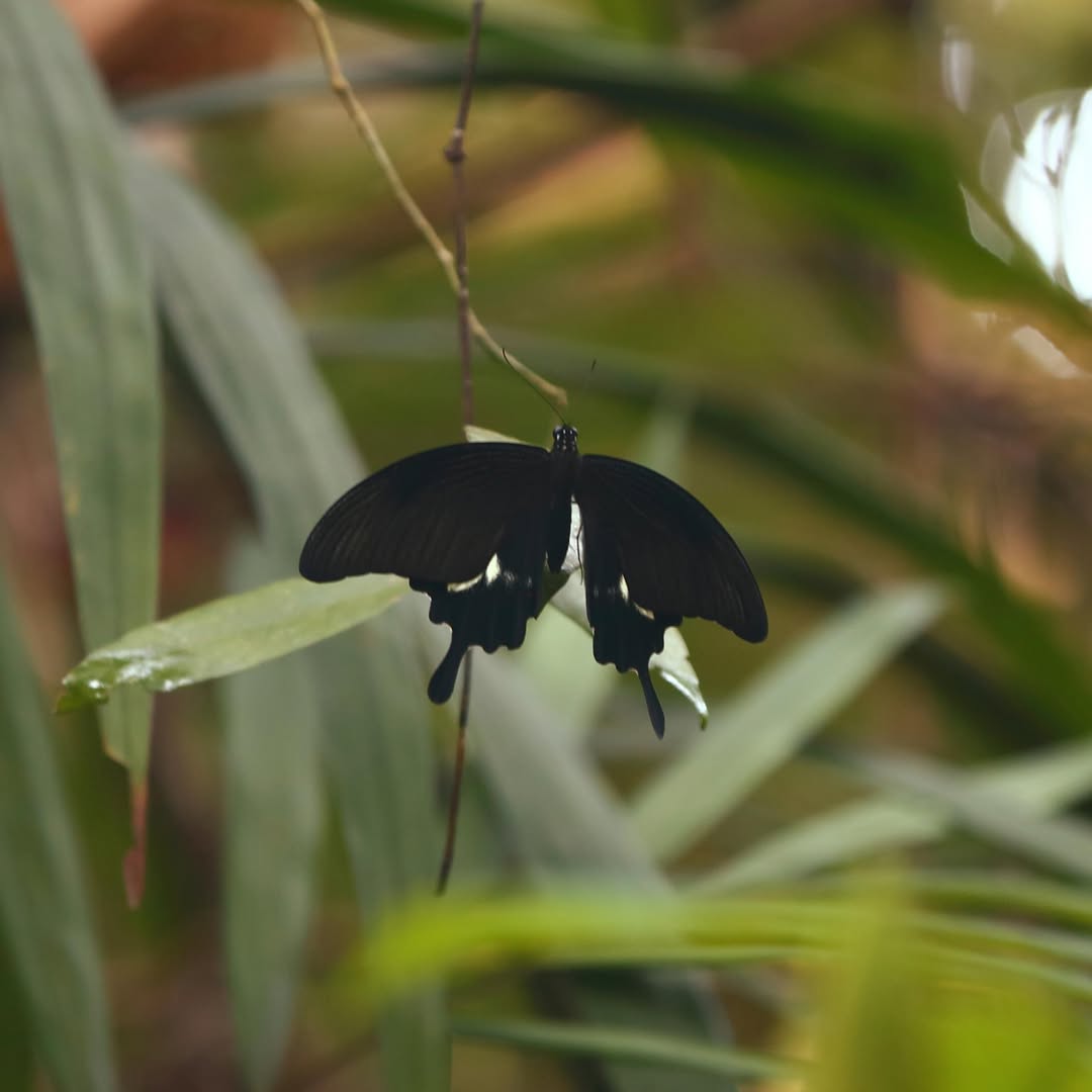Papilio polytes