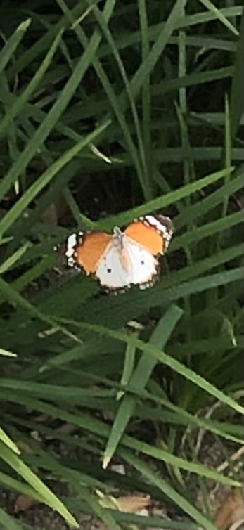 Danaus chrysippus