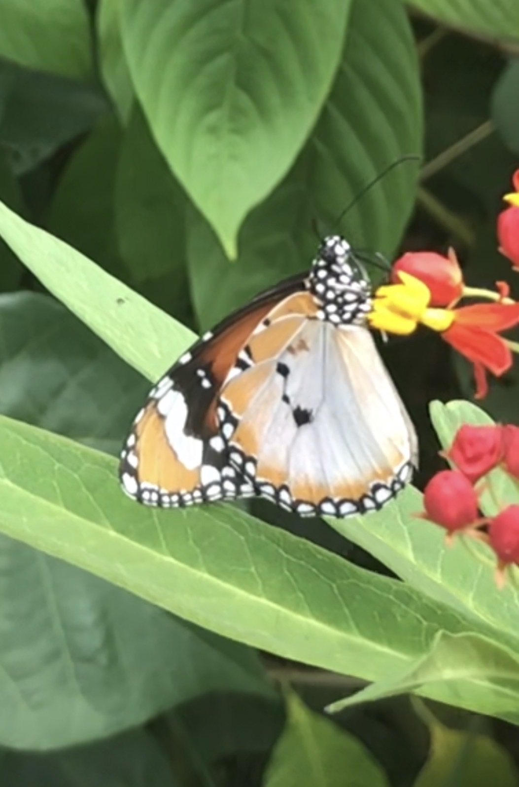 Danaus chrysippus