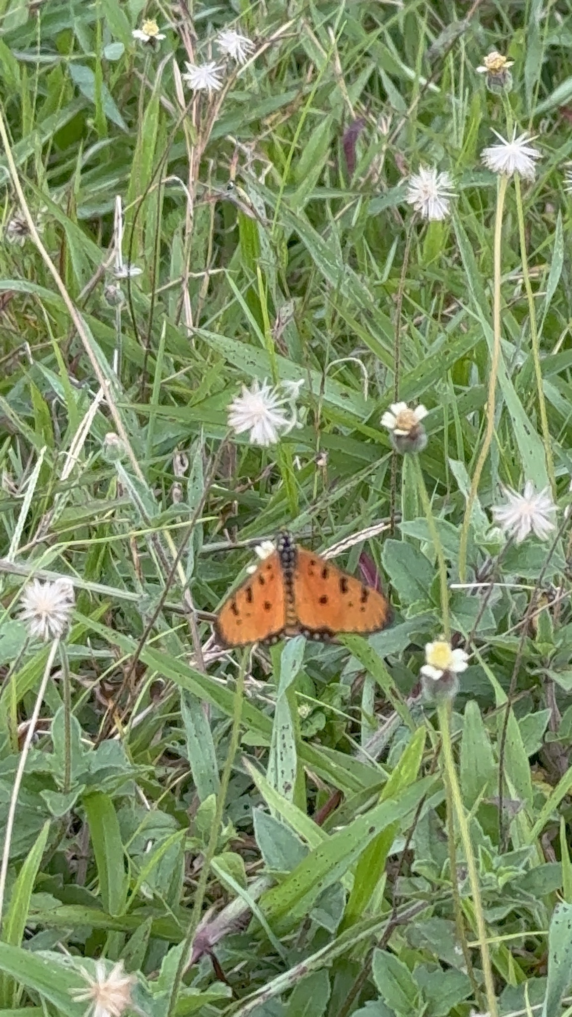 Acraea terpsicore
