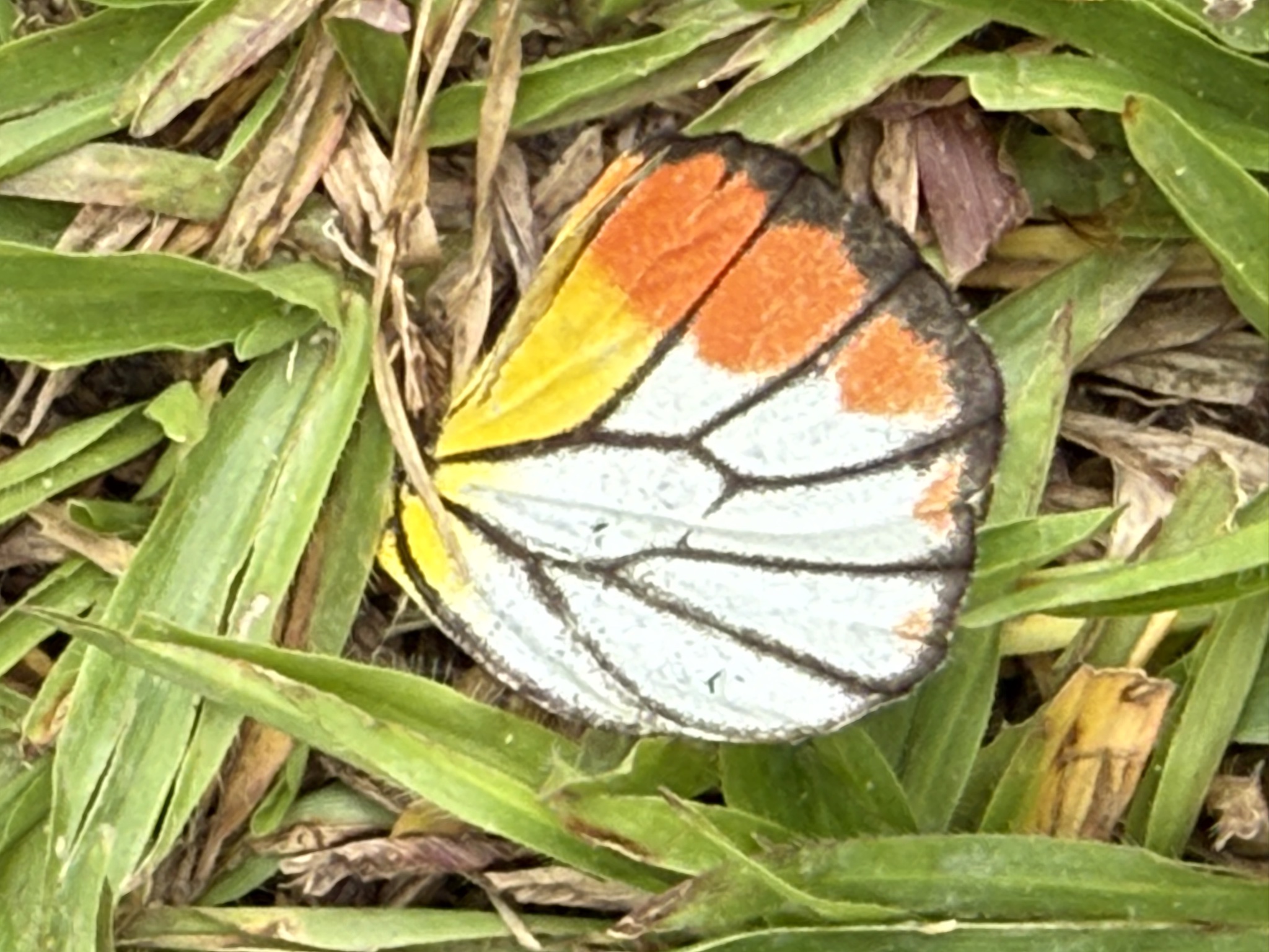 Delias hyparete