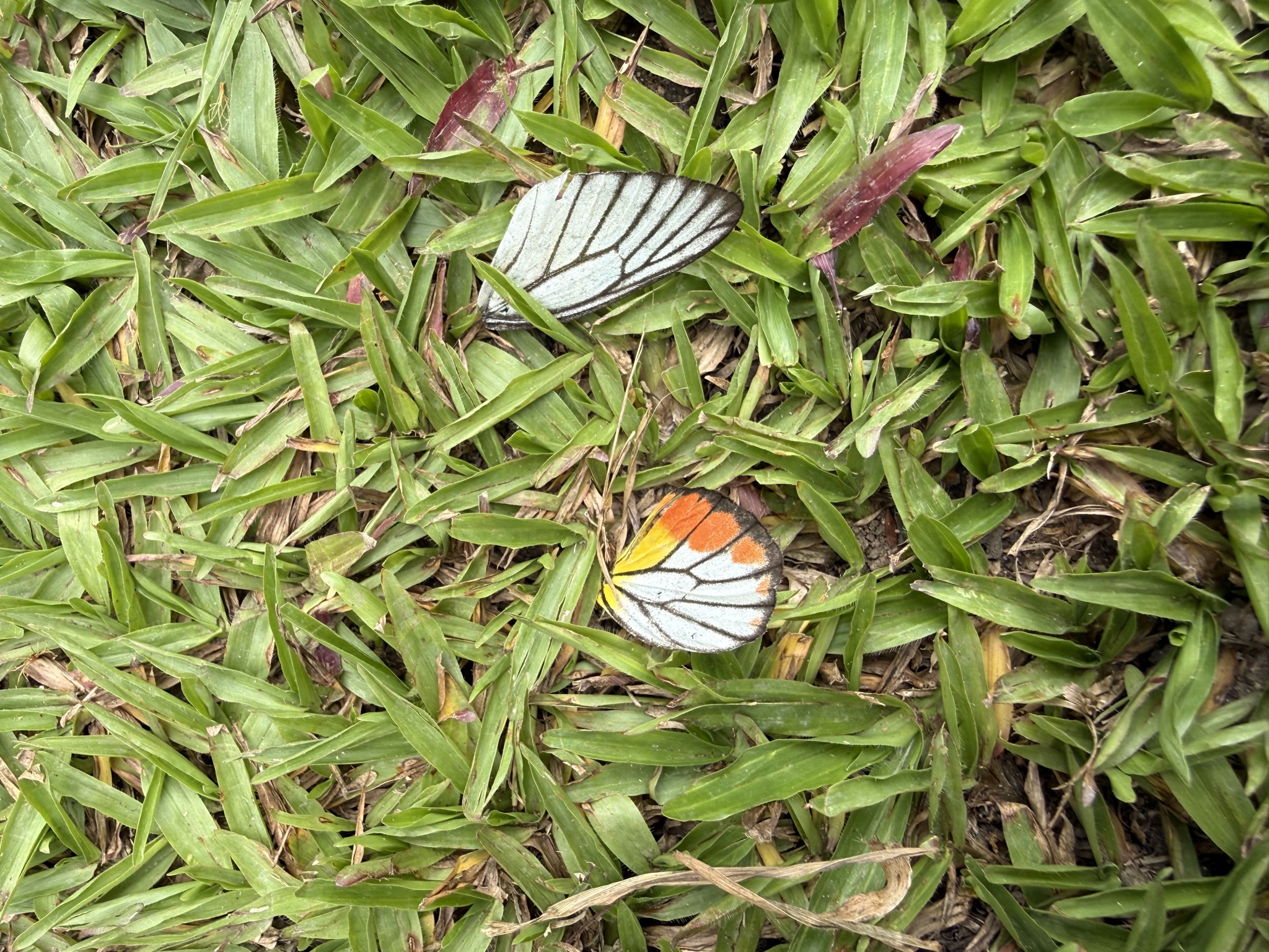 Delias hyparete