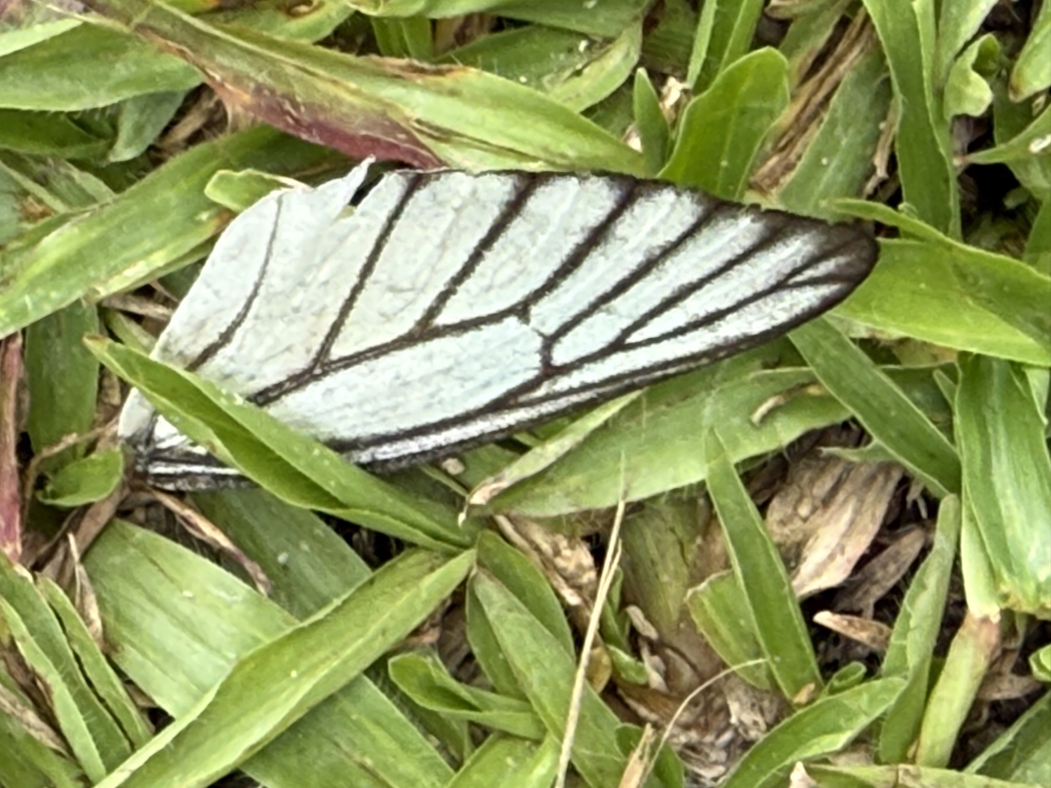 Delias hyparete