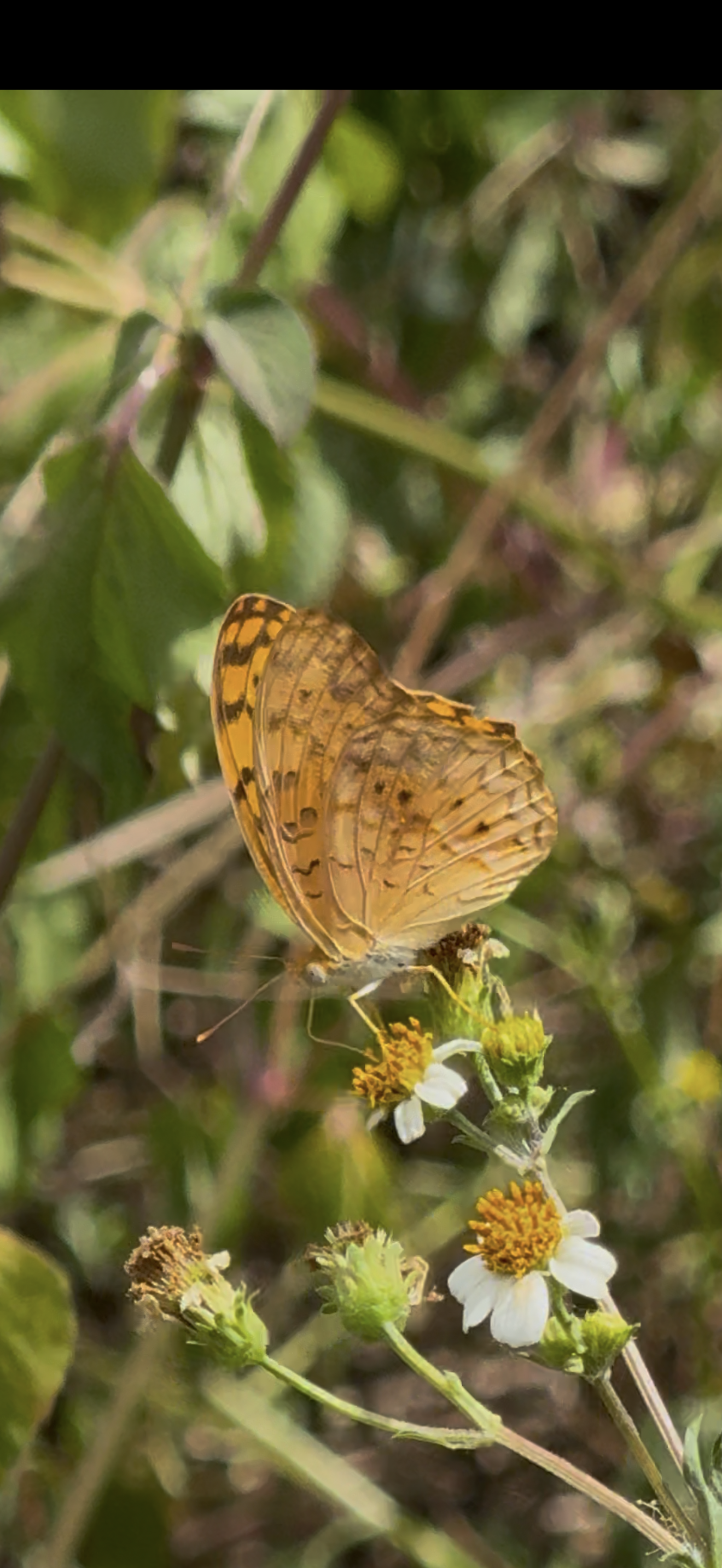 Phalanta phalantha
