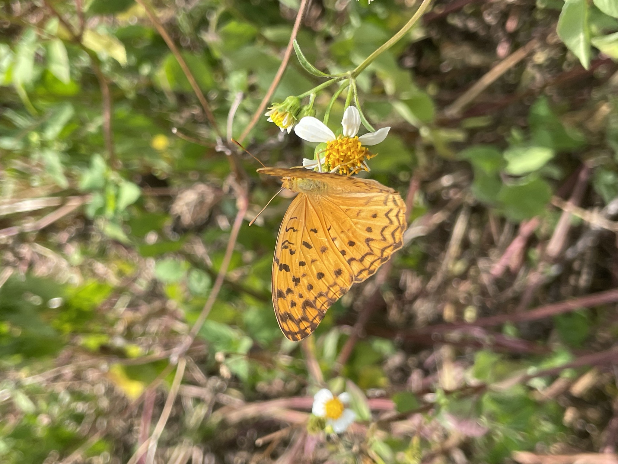 Phalanta phalantha