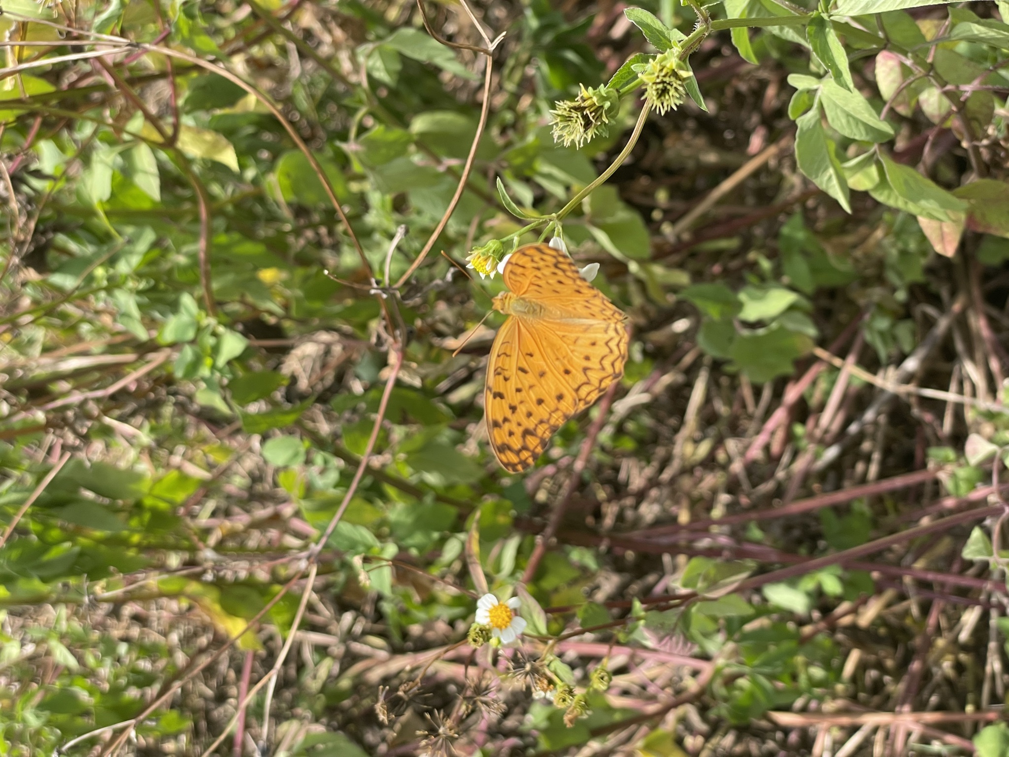 Phalanta phalantha