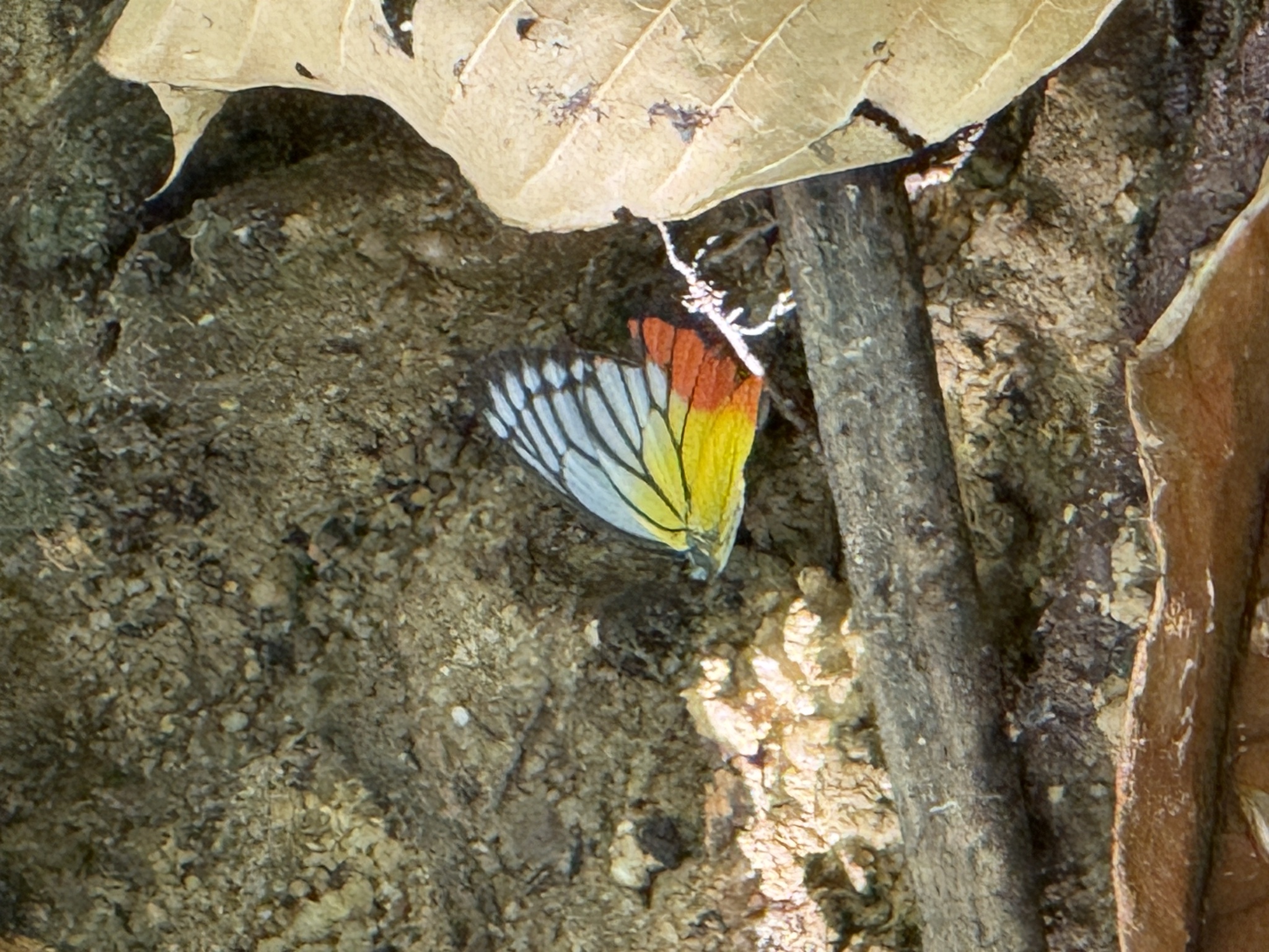 Delias hyparete