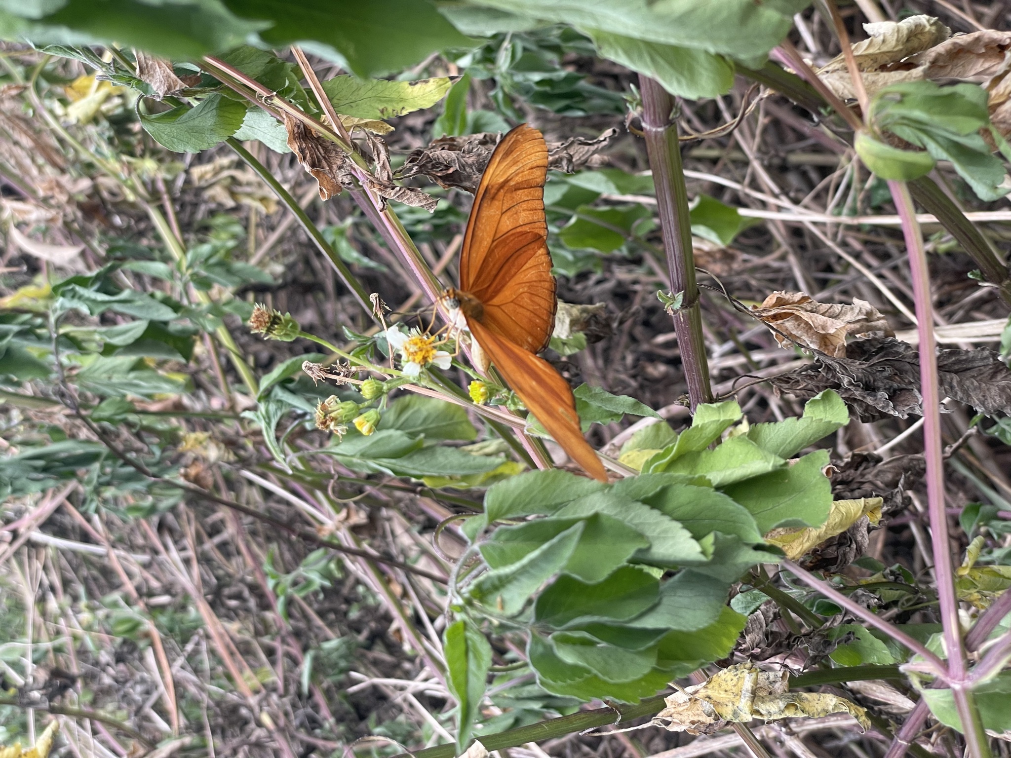 Dryas iulia