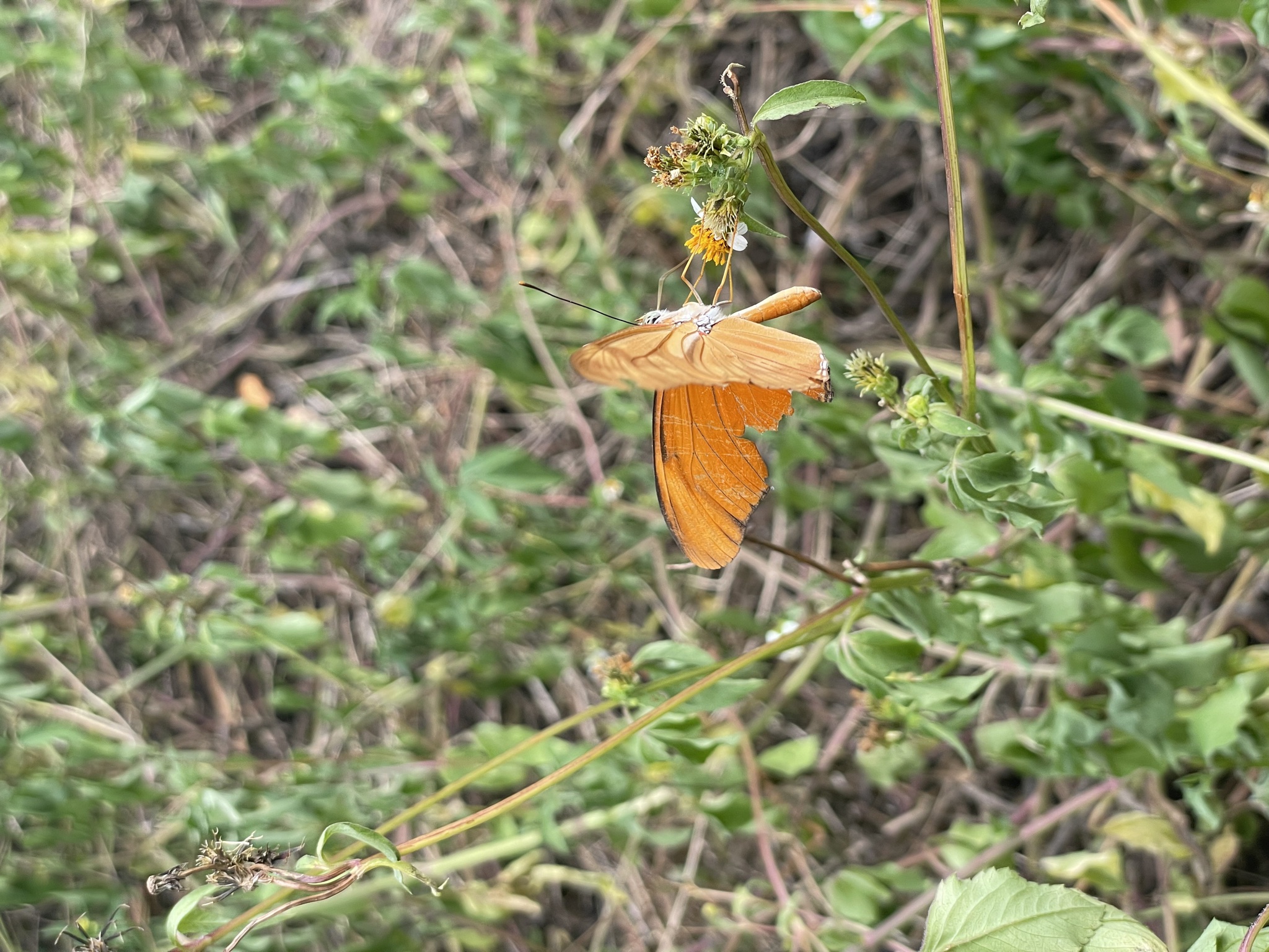 Dryas iulia