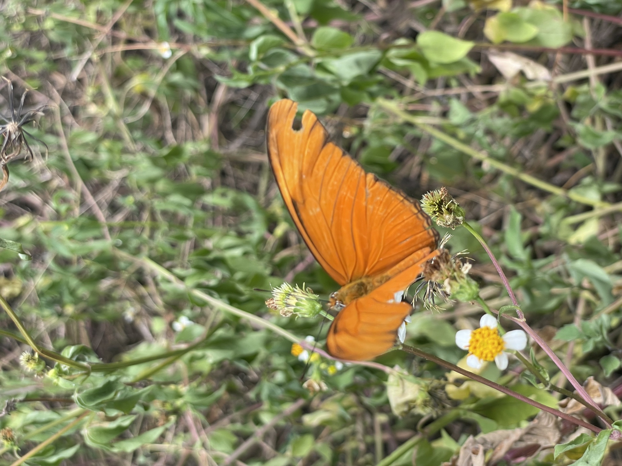 Dryas iulia