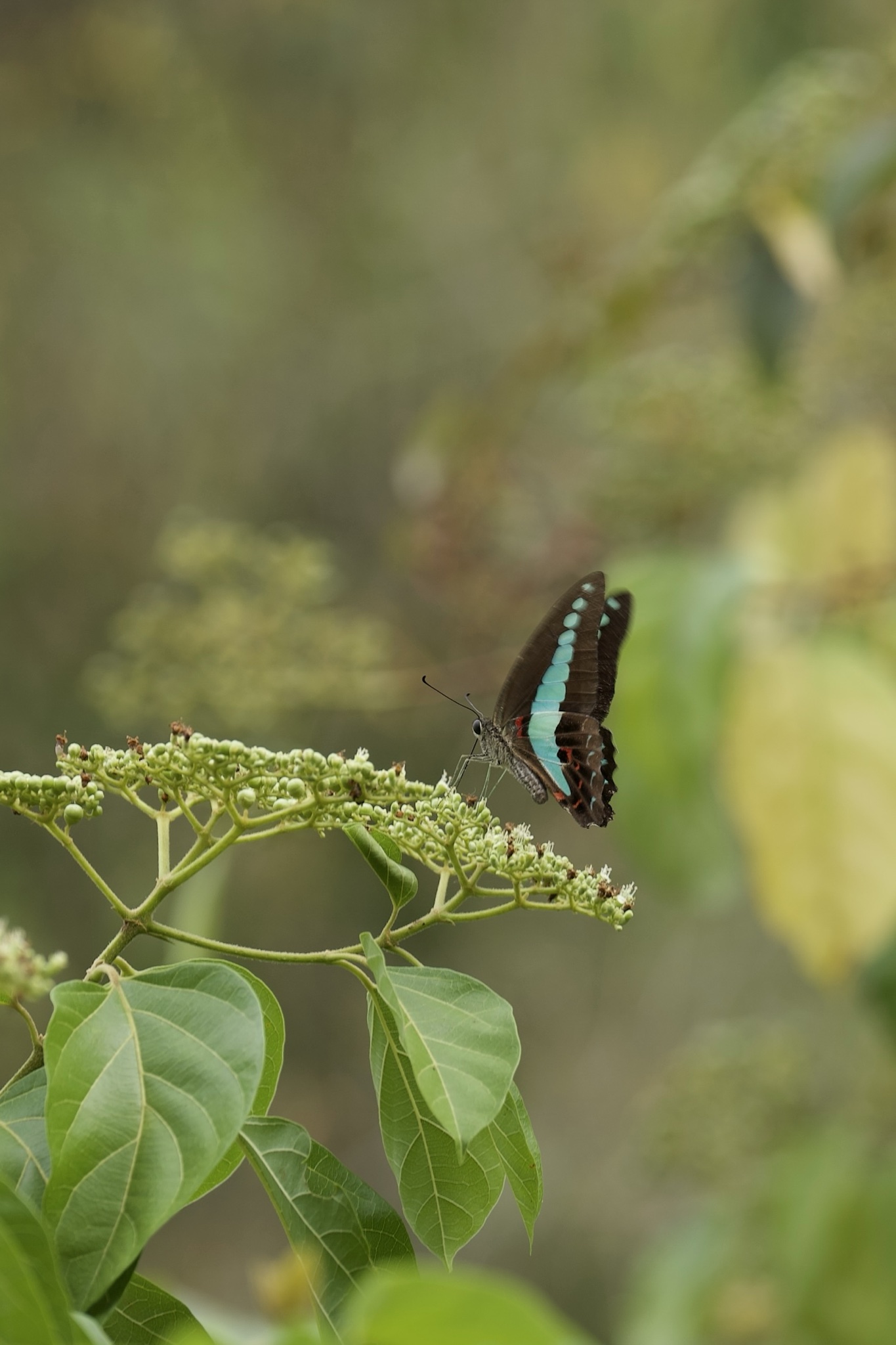 Graphium sarpedon