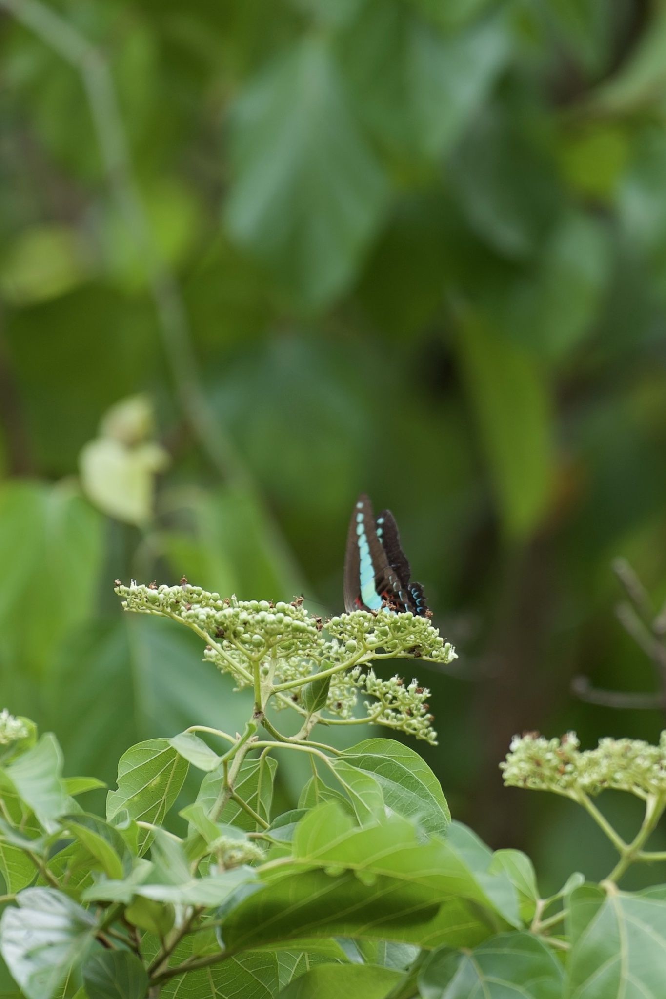 Graphium sarpedon