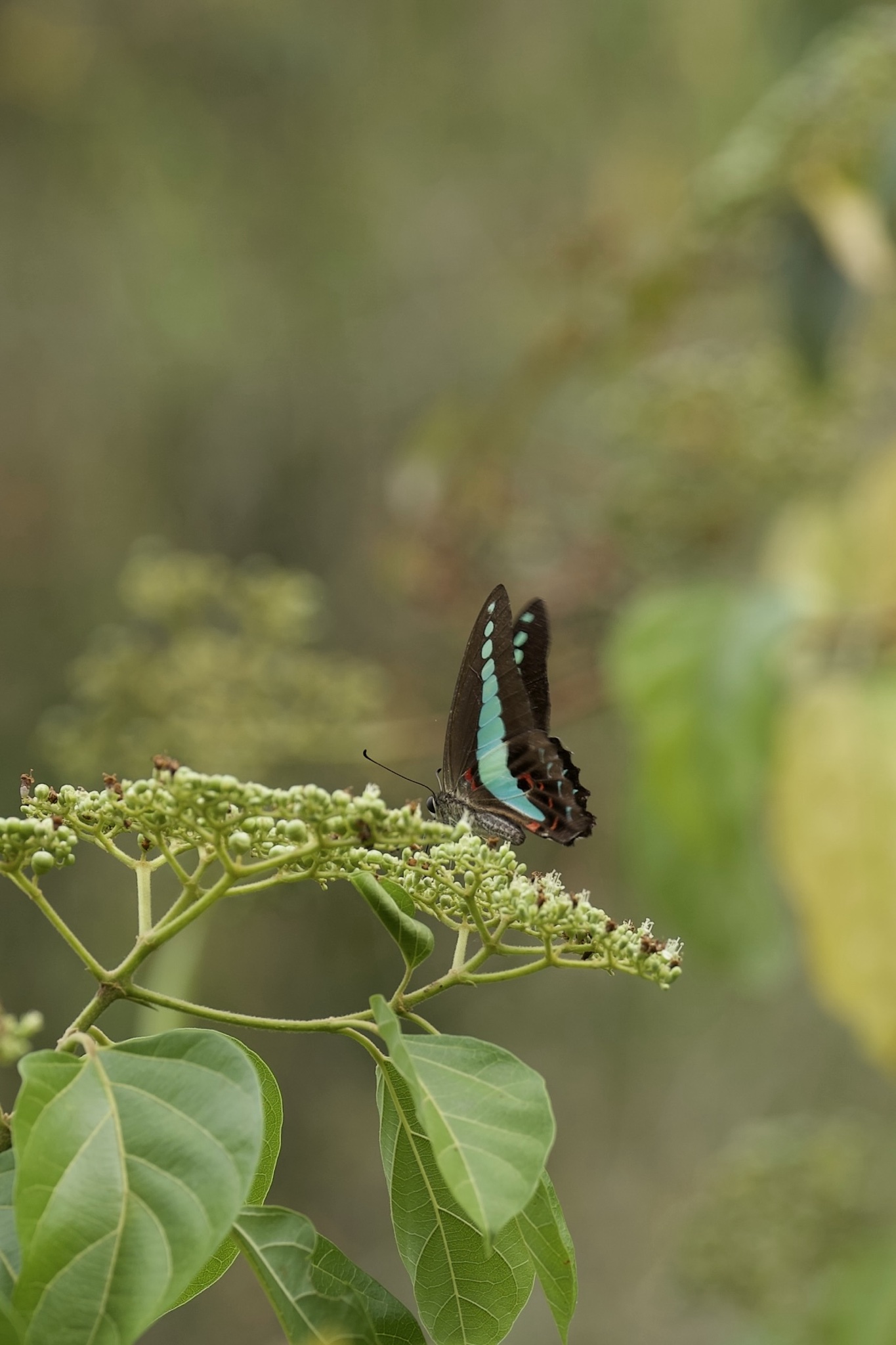 Graphium sarpedon