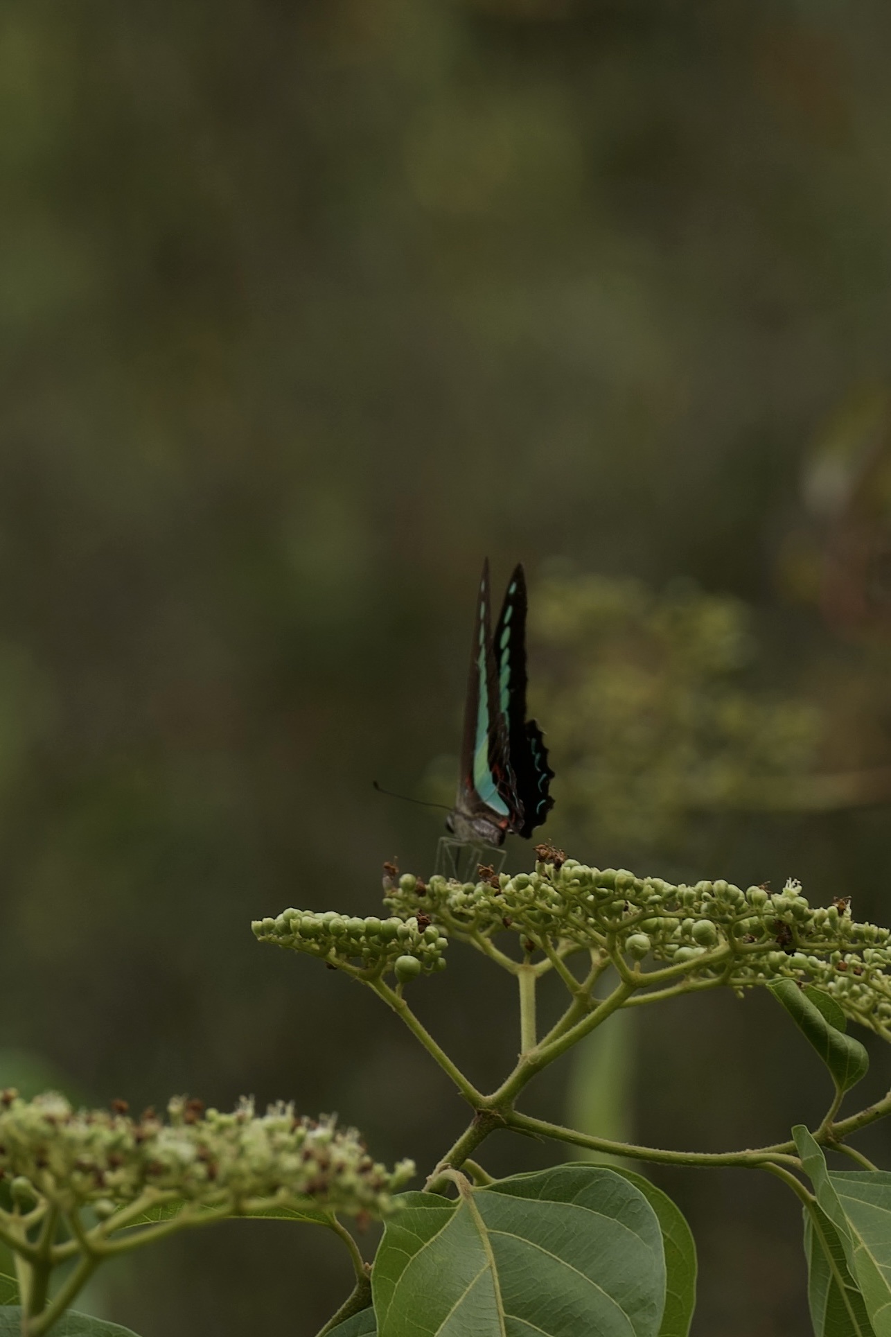 Graphium sarpedon
