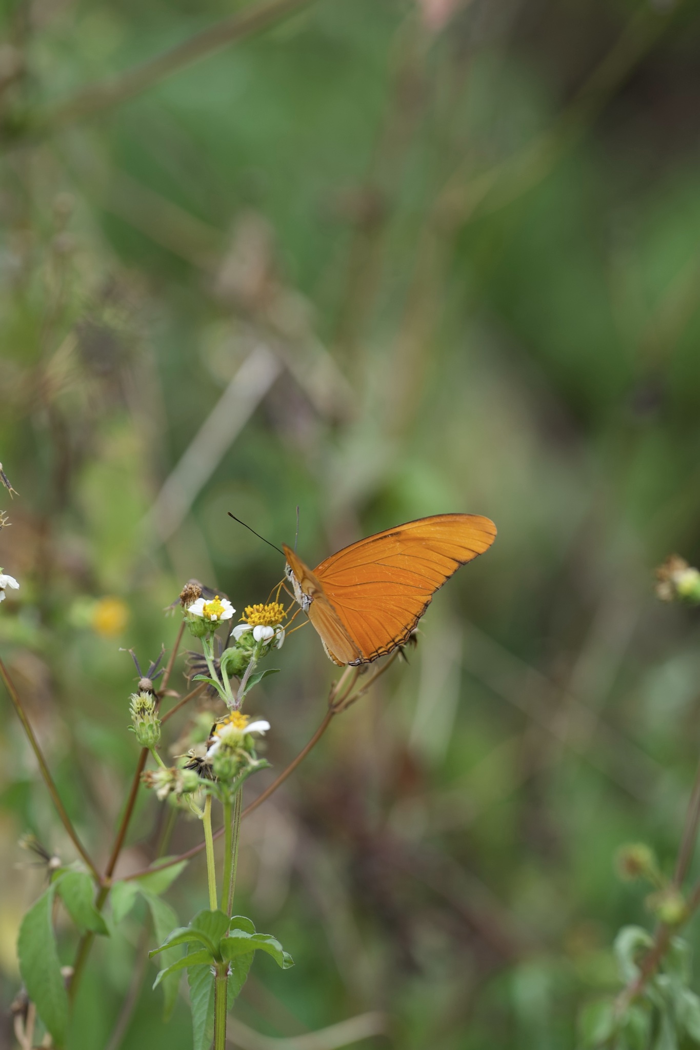 Dryas iulia