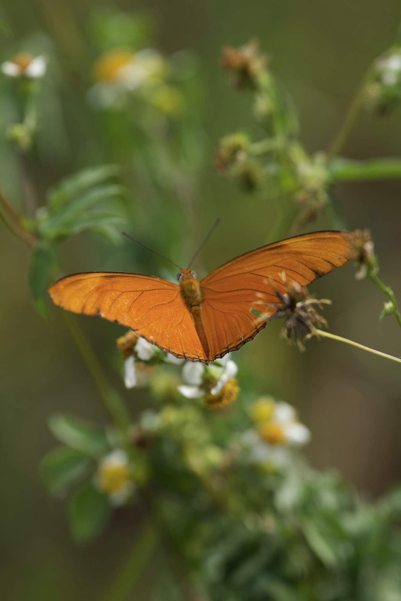 Dryas iulia
