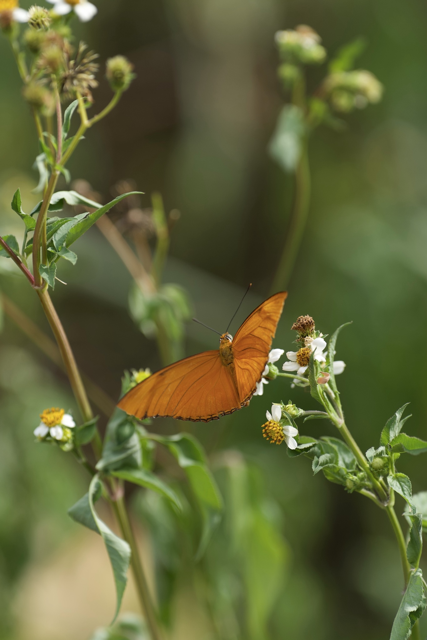 Dryas iulia