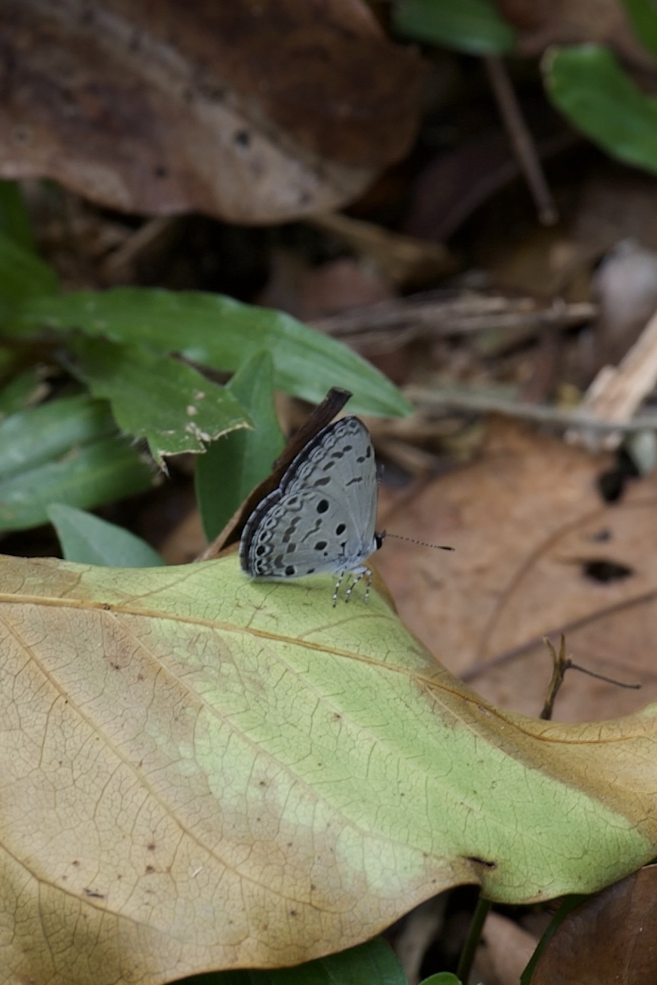 Acytolepis puspa