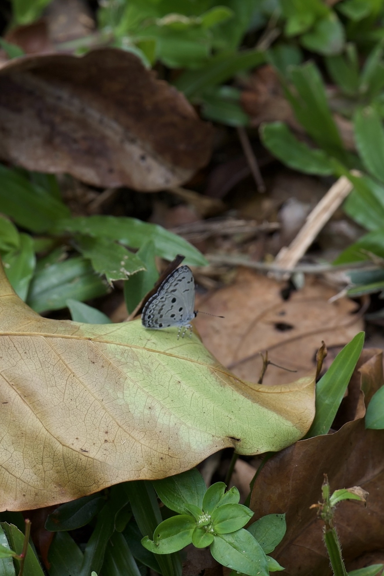 Acytolepis puspa