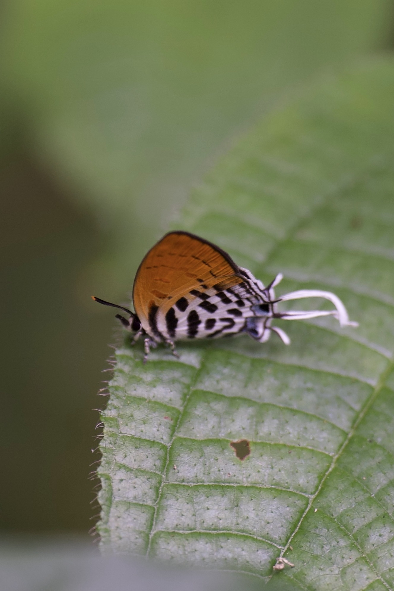 Drupadia ravindra
